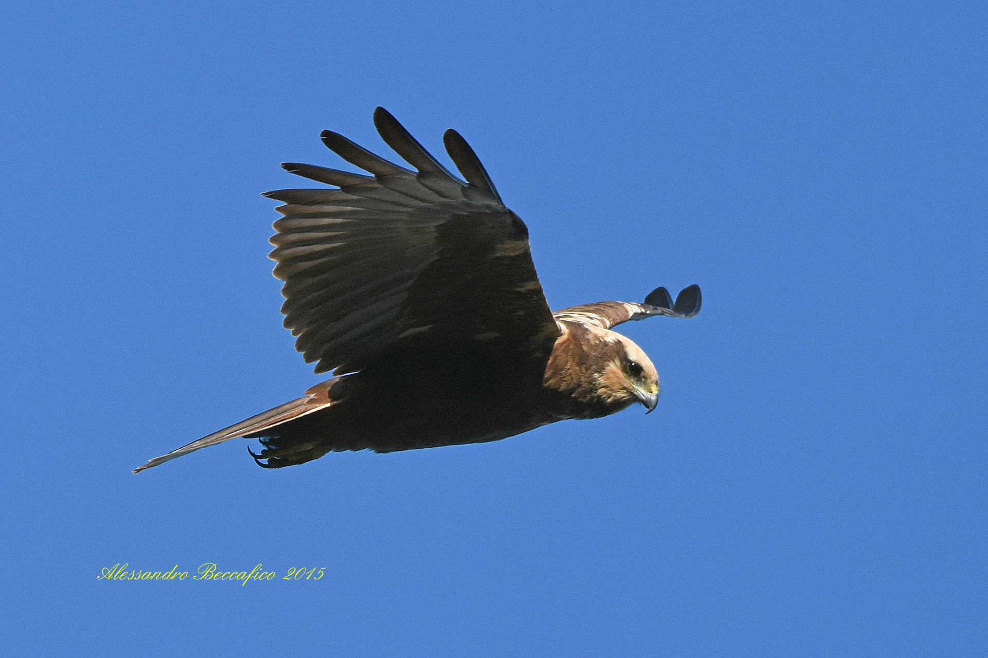 Marsh Harrier (Circus aeruginosus)