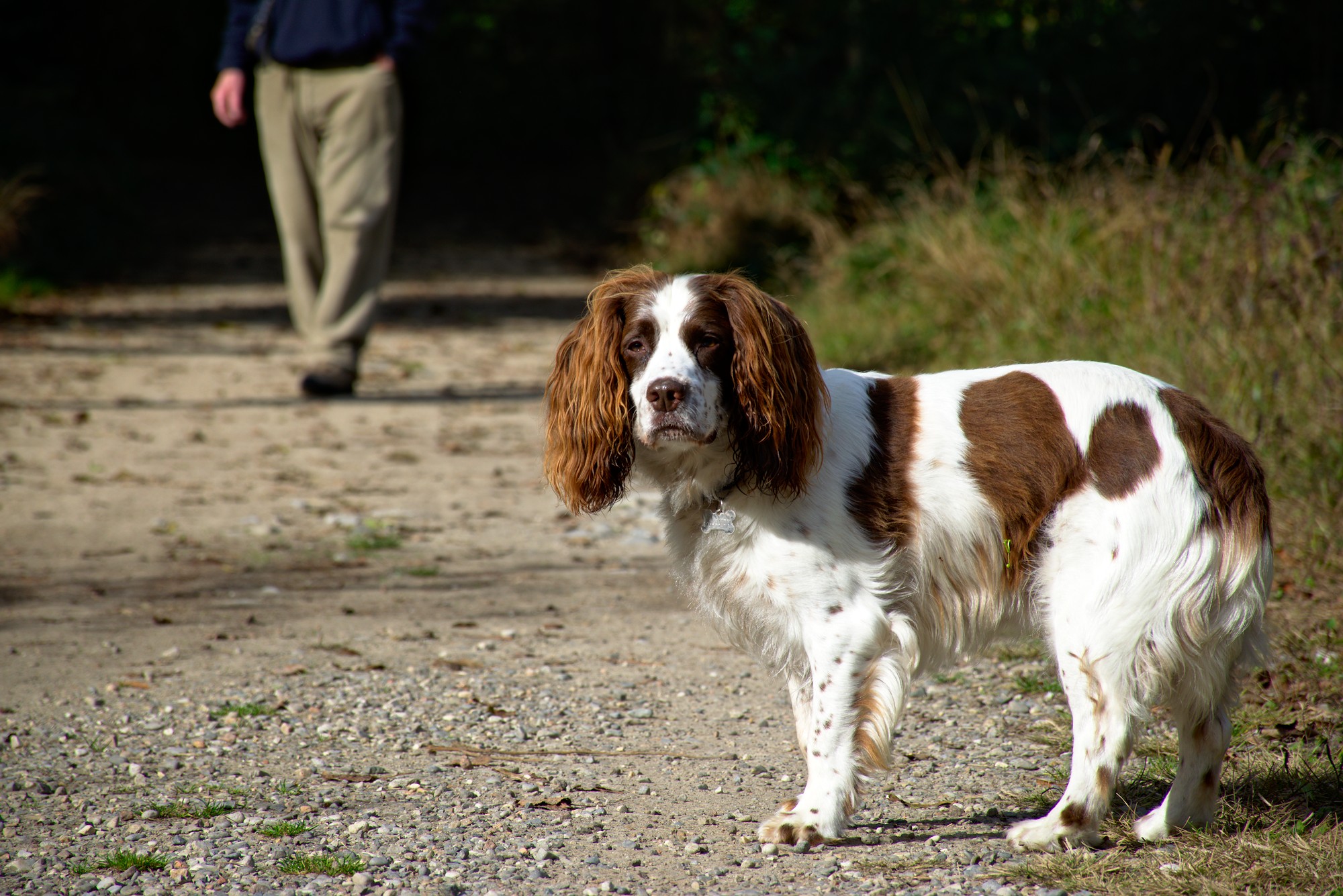 Aspettando il padrone