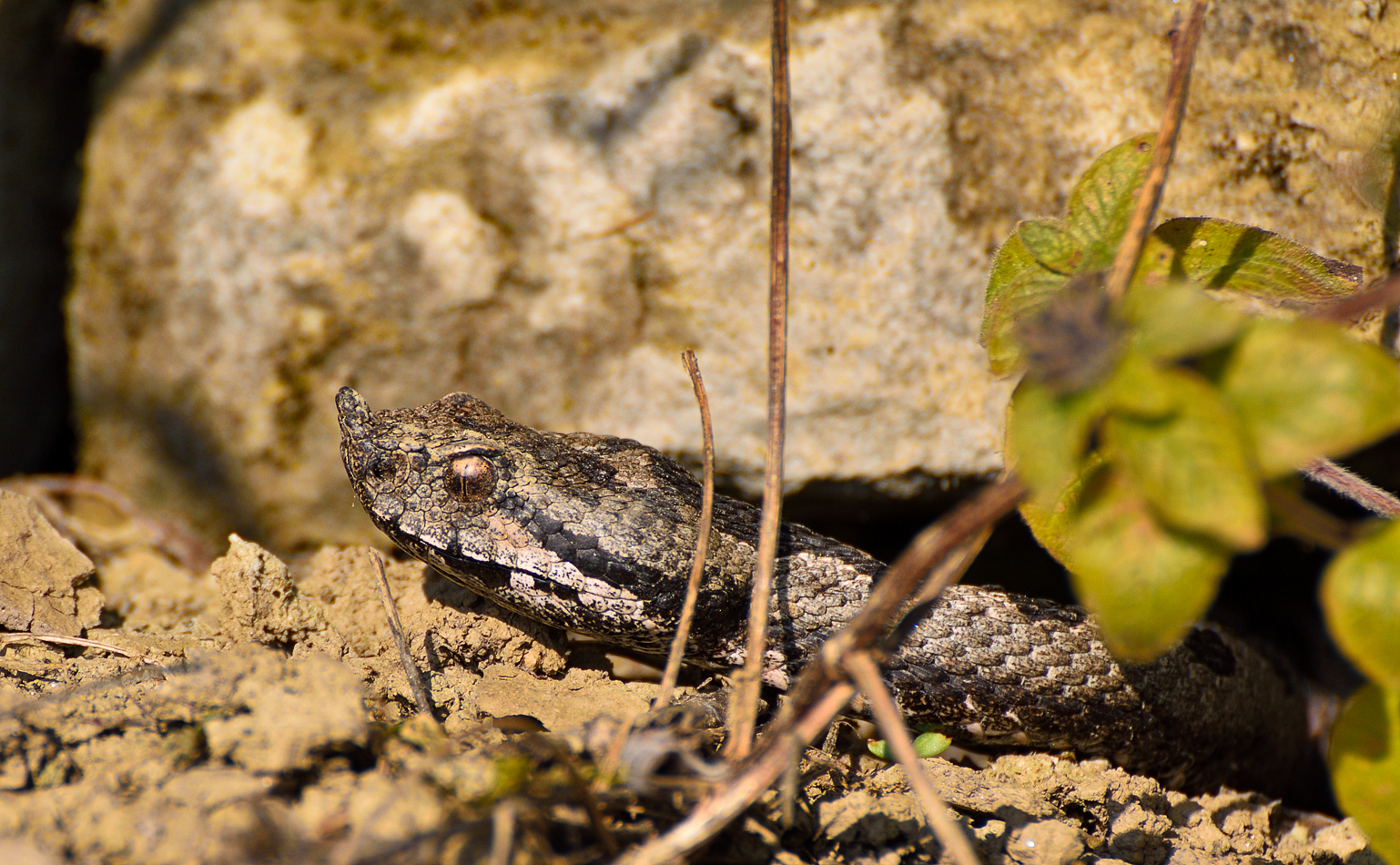 Vipera Ammodytes