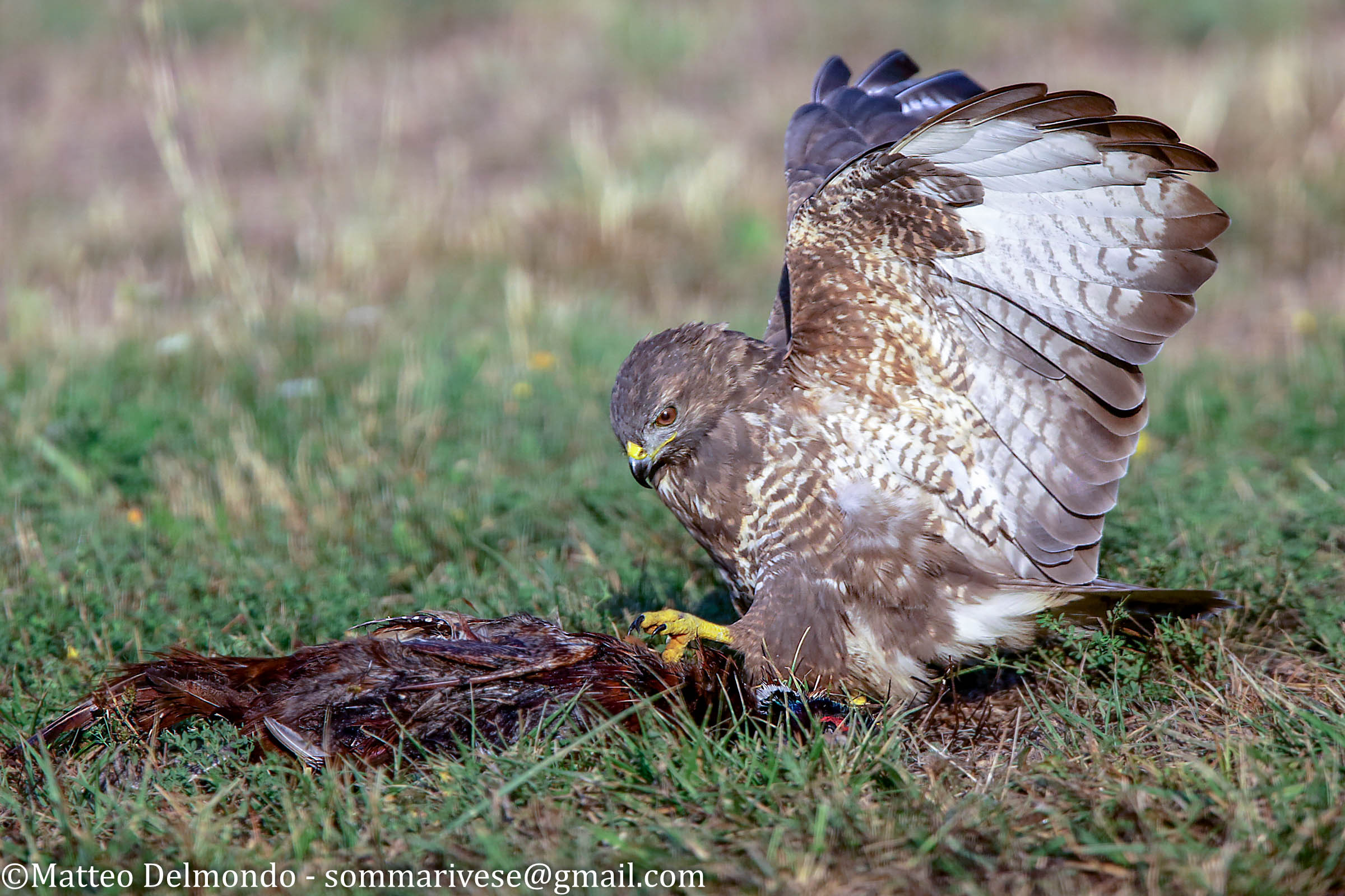 Buzzard