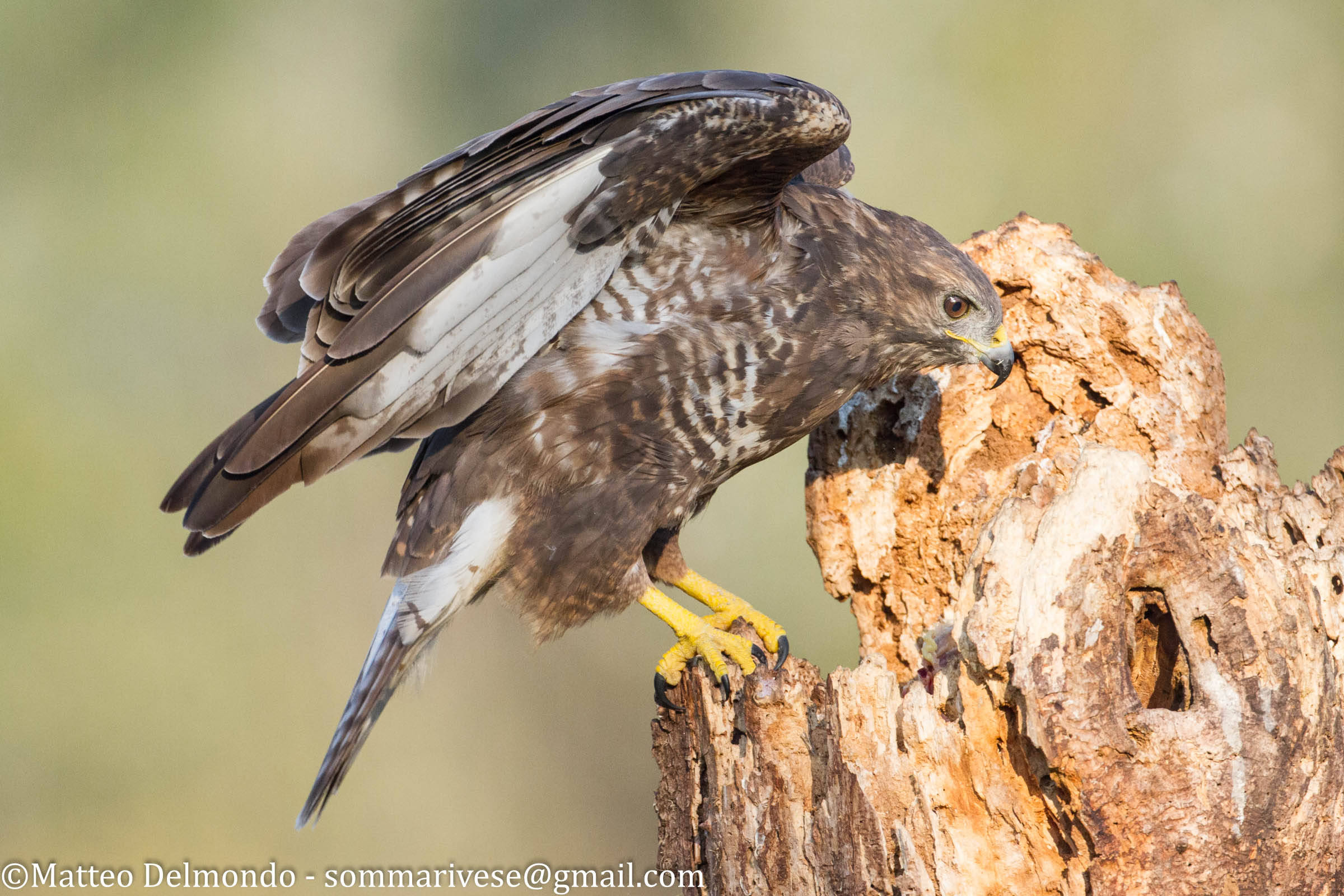 Buzzard