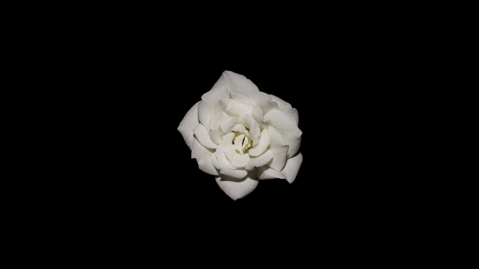 White Rose