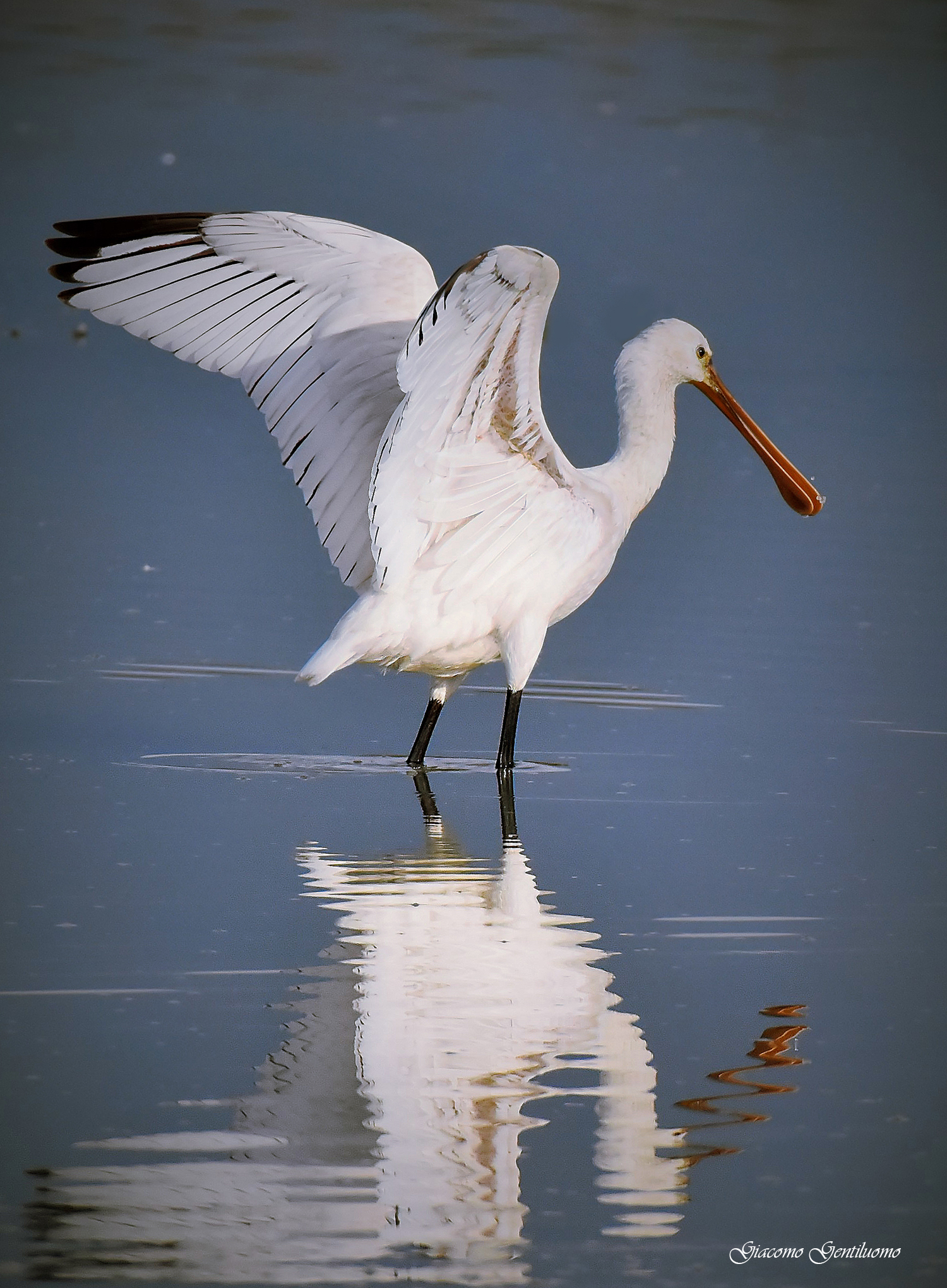 spatola in atterraggio