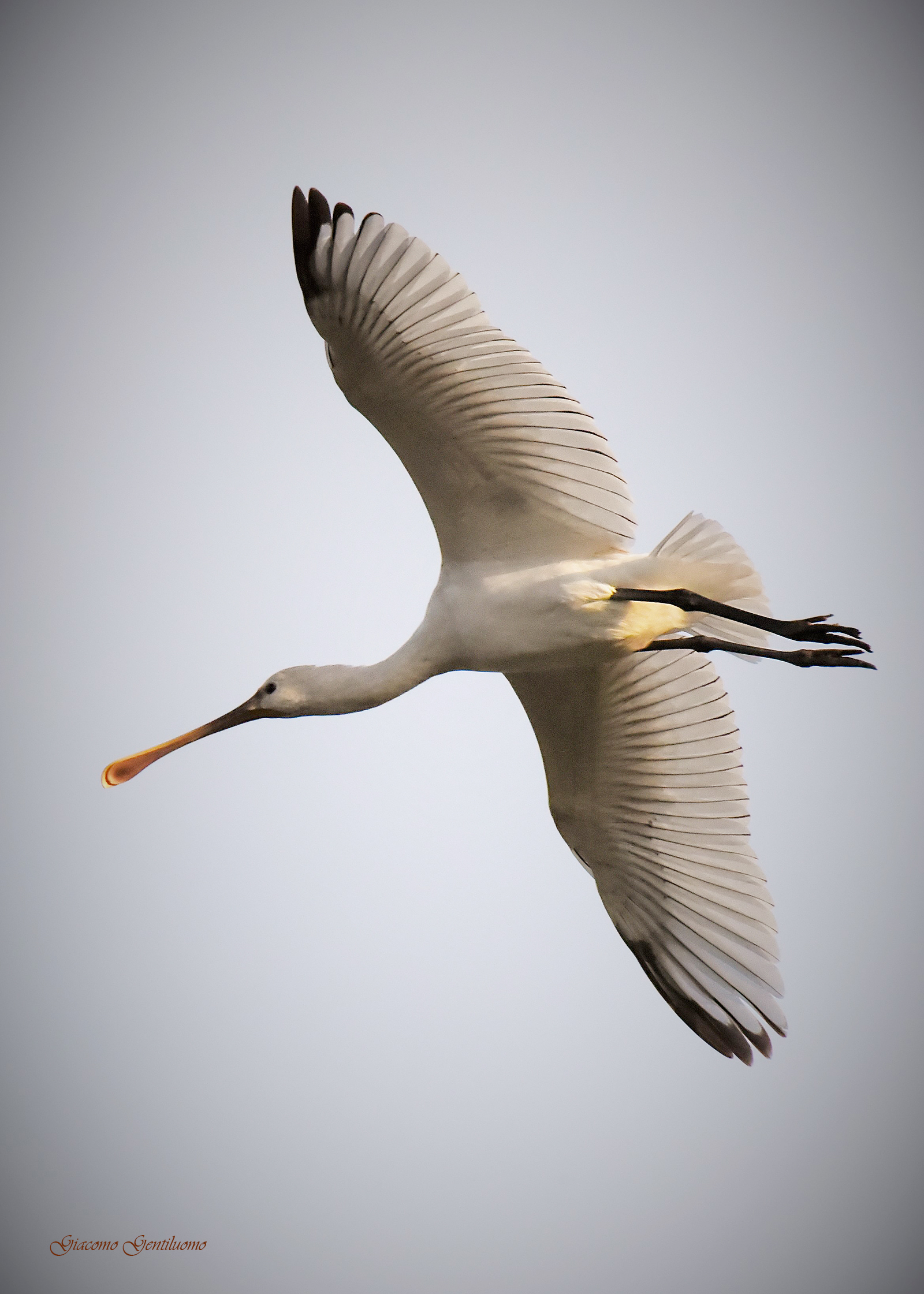 spatola in volo all'alba
