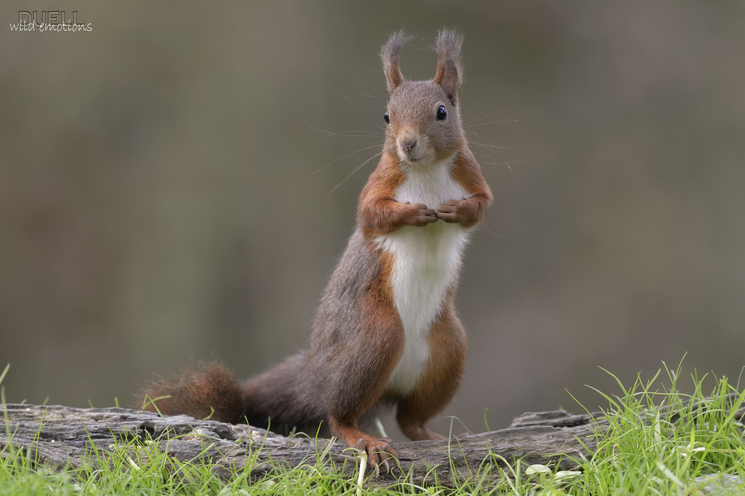 red squirrel