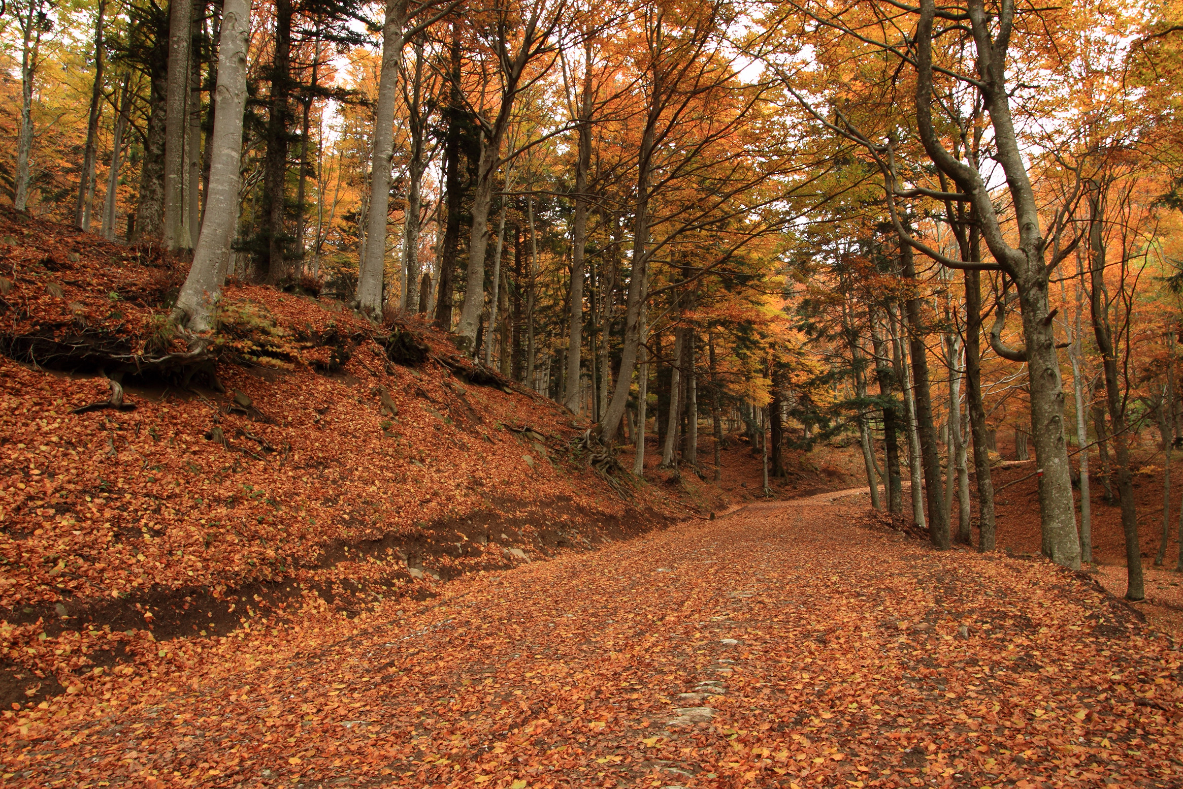 Autunno in Casentino