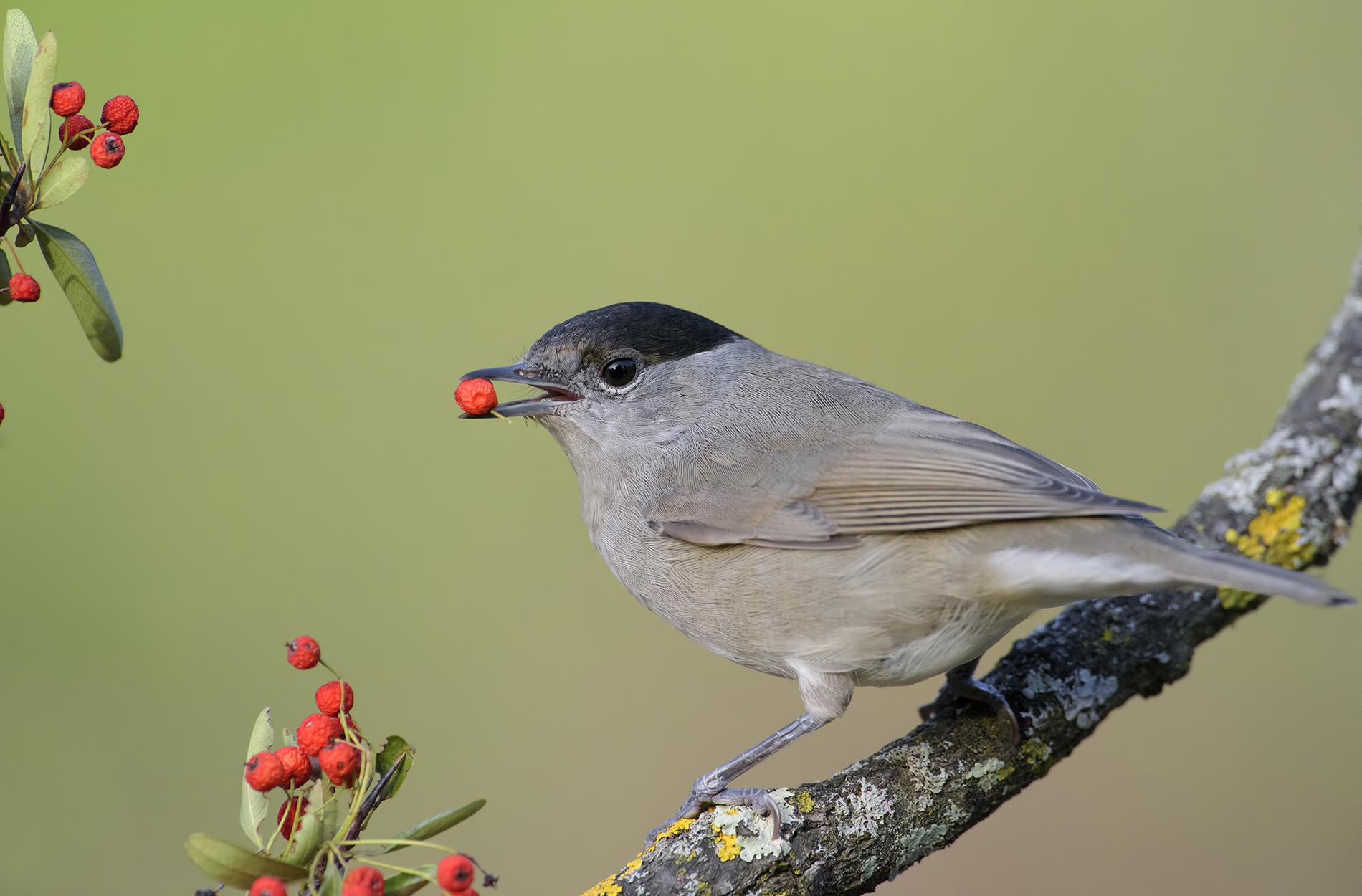 male blackcap