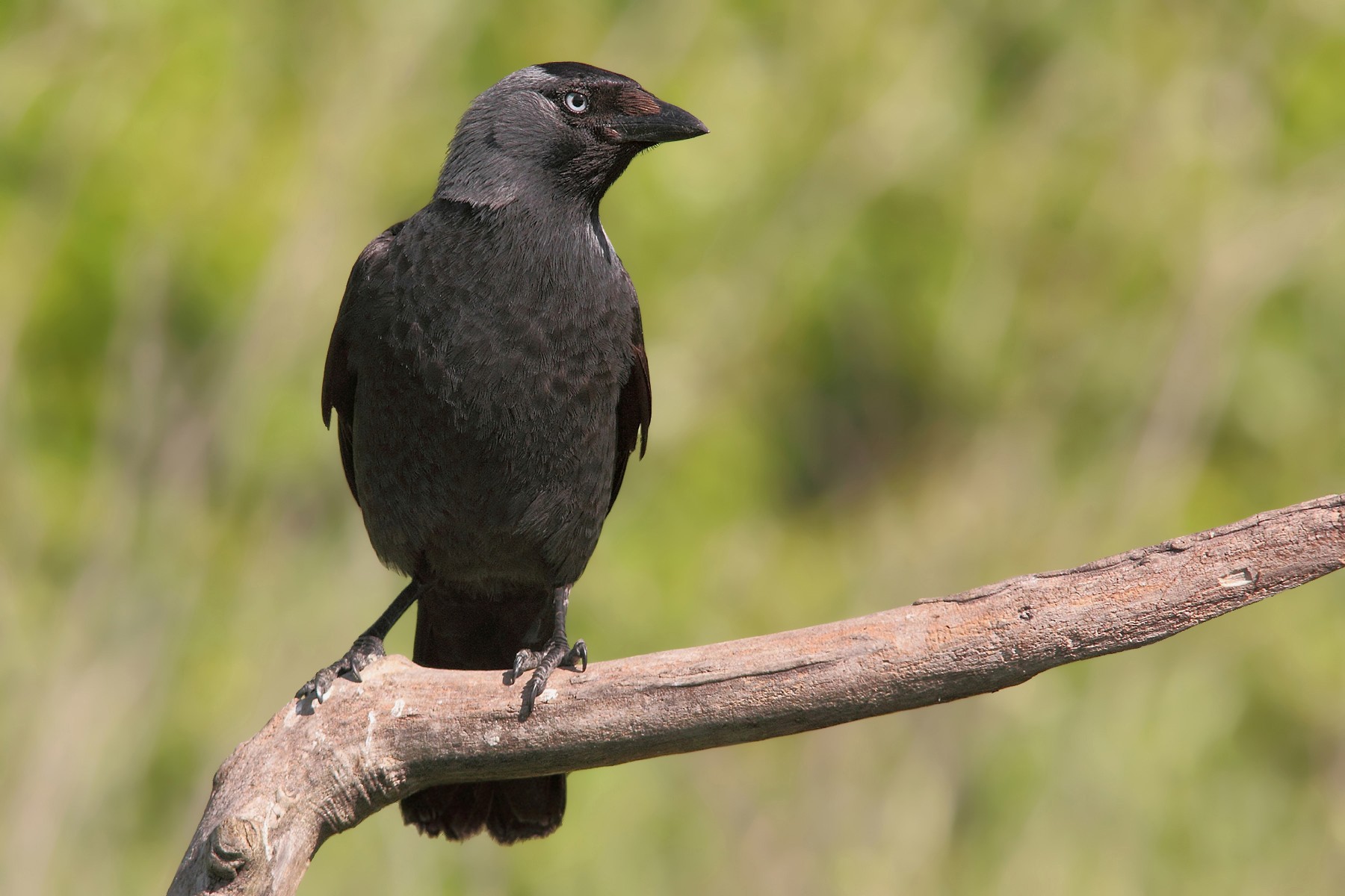 Altra new entry-La taccola