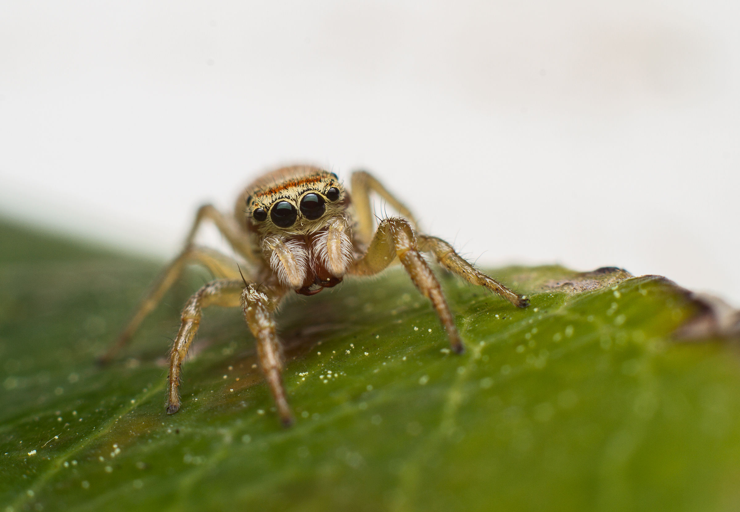Spider salticidae