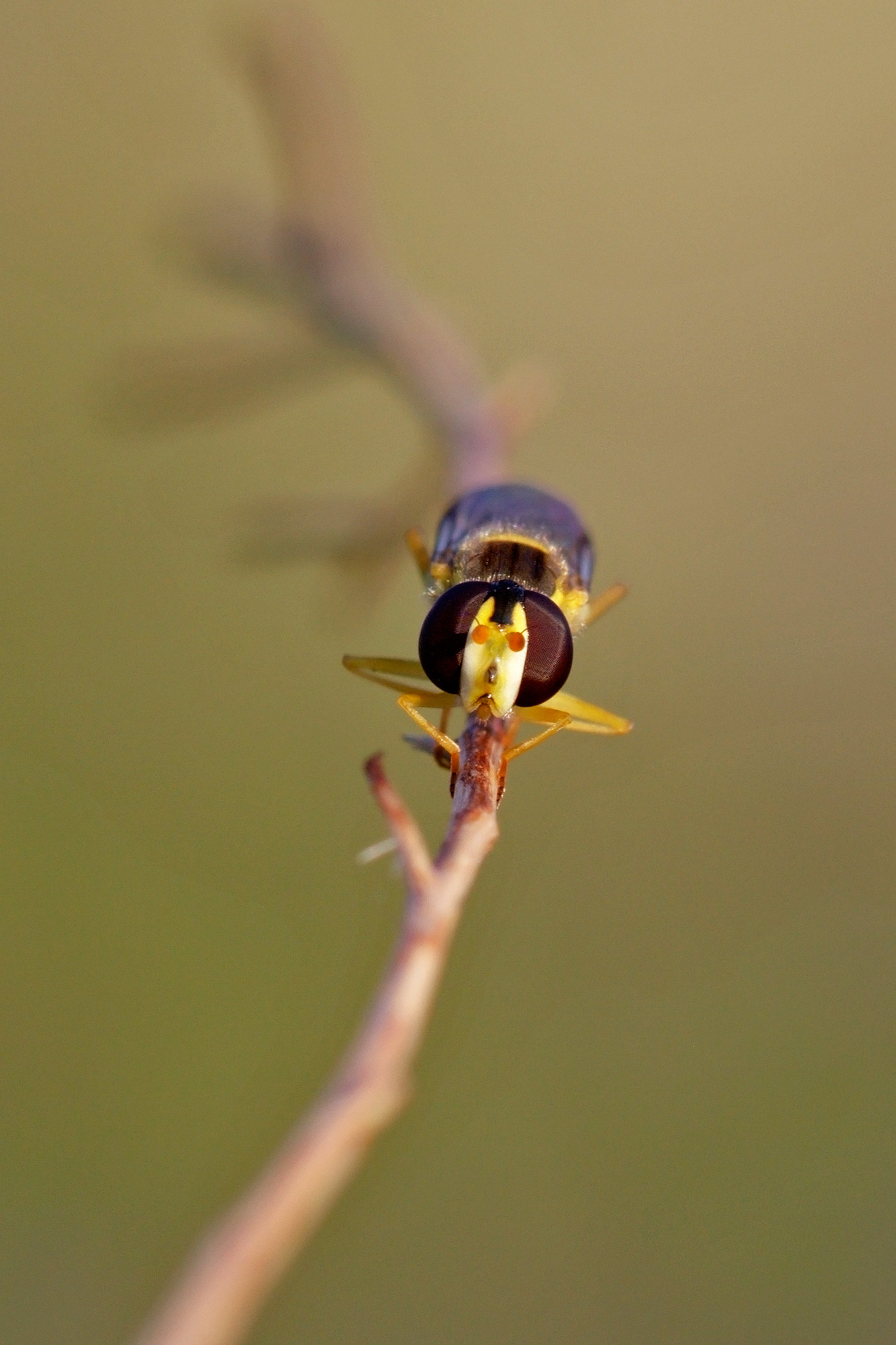 Dittero equilibrista