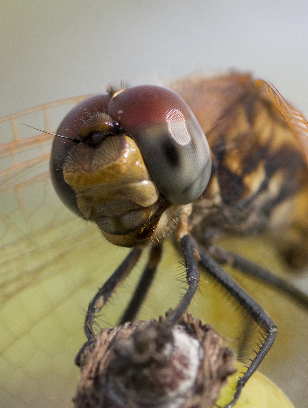 Dragonfly in the foreground