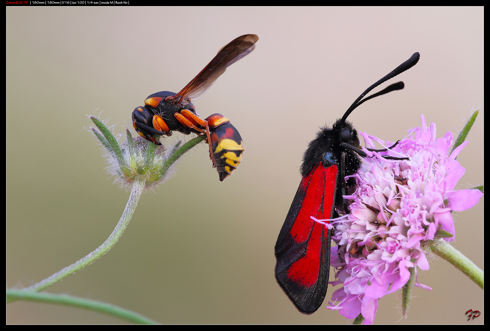 The wasp and Zygaena purpuralis