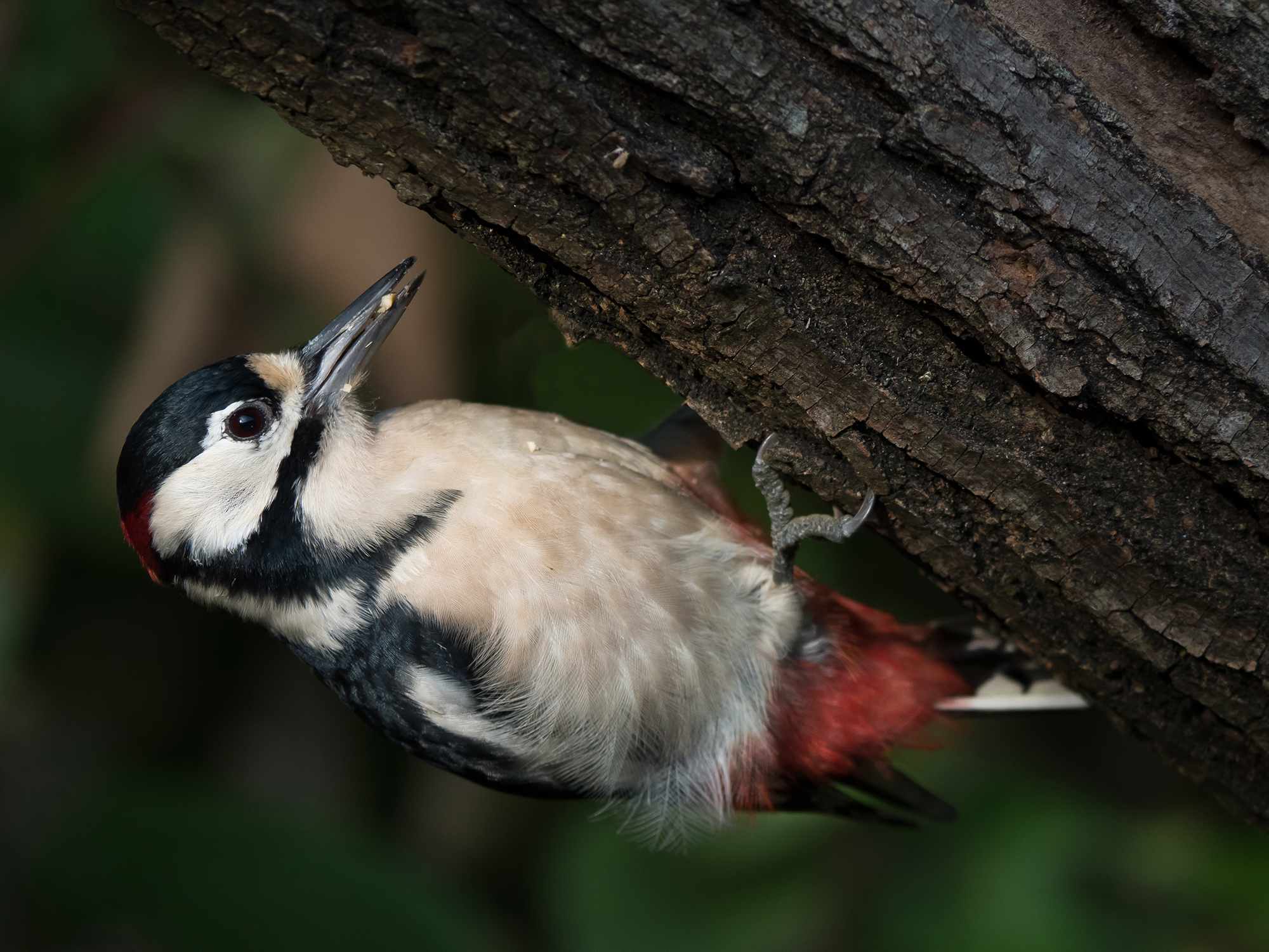 Picchio Rosso Maggiore (maschio)
