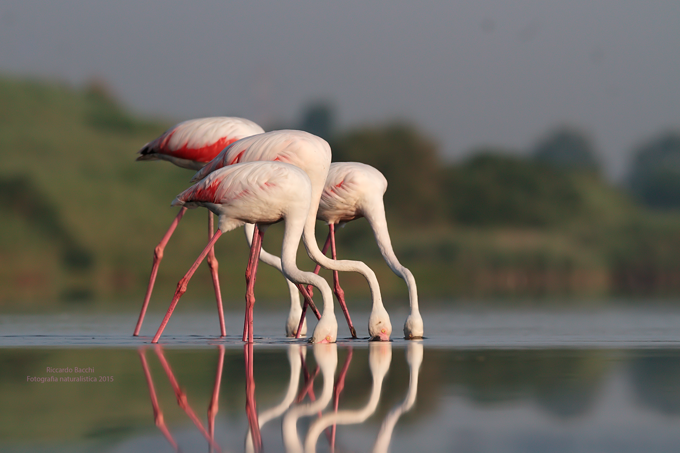 Fenicotteri Rosa - Pink Flamingos