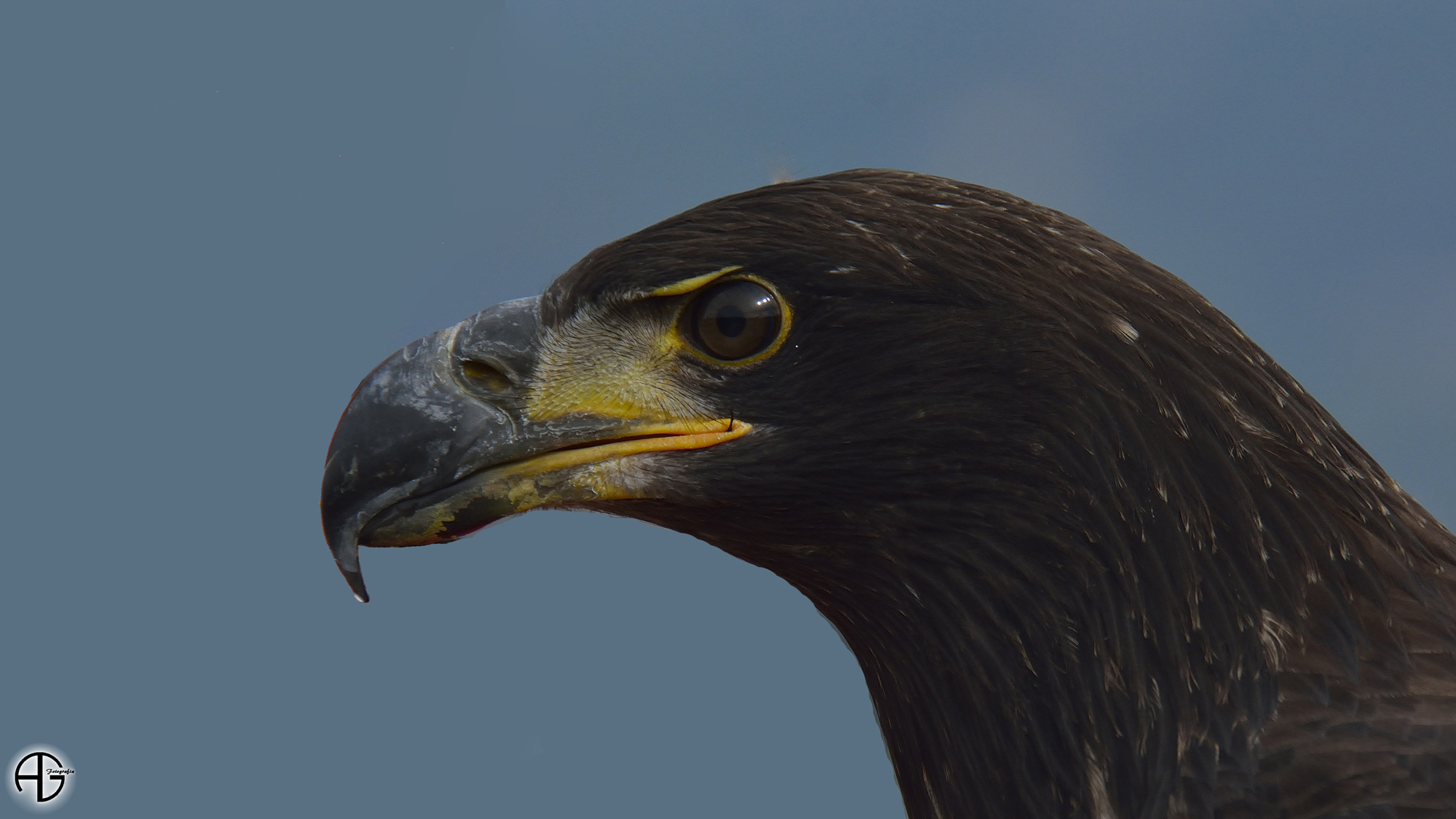 Raptor on the arm of the master