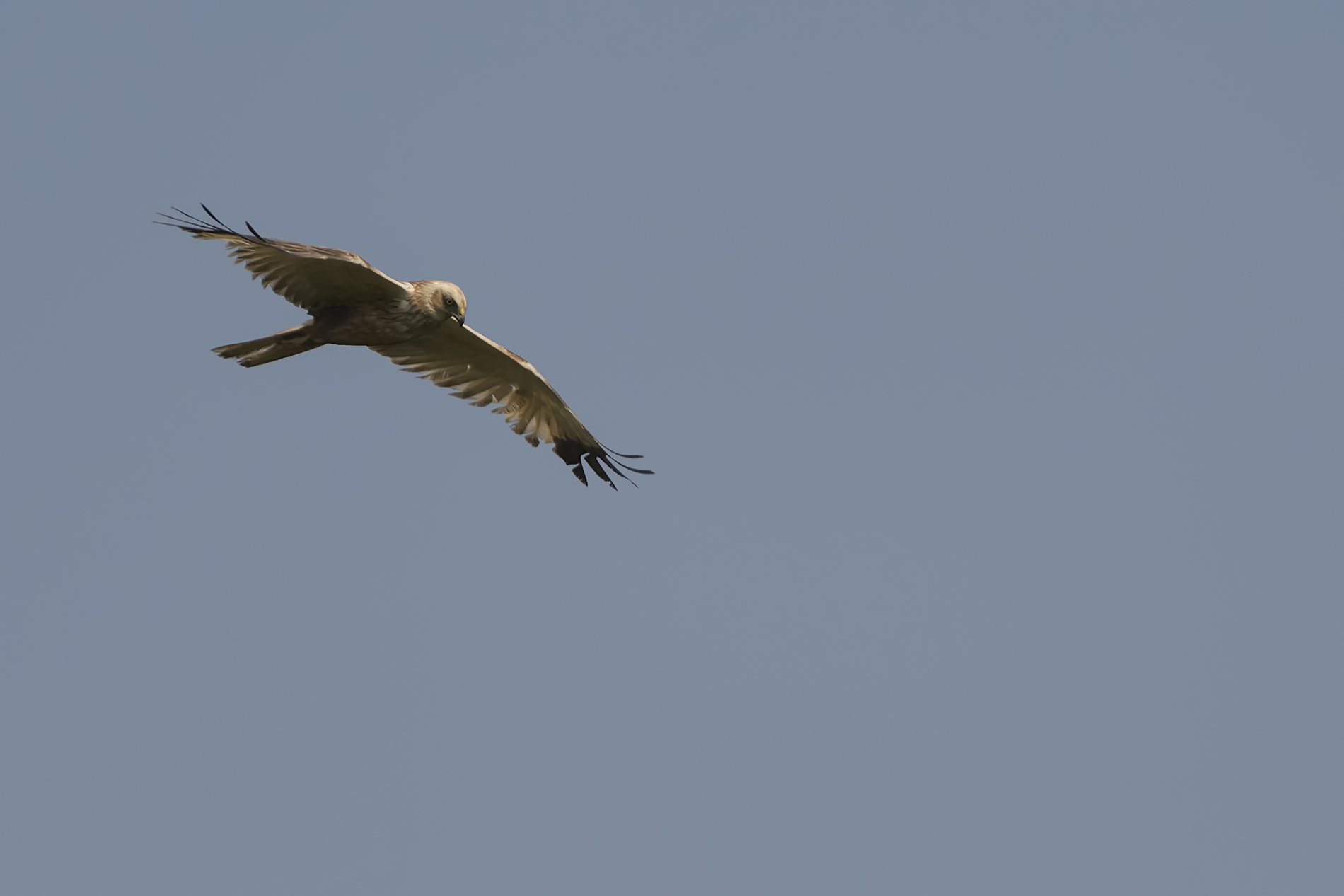 Marsh Harrier