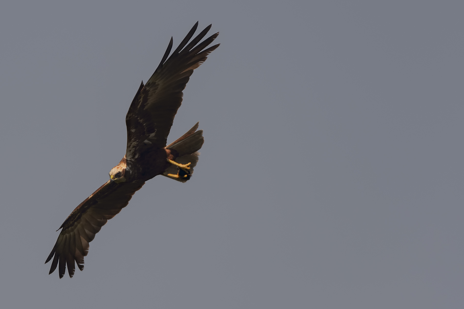 Marsh Harrier