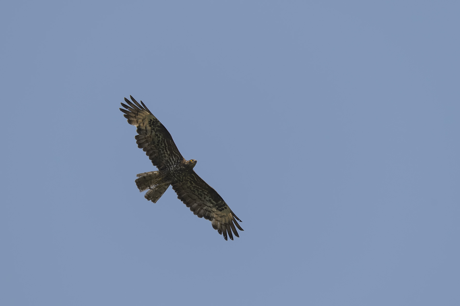 Honey Buzzard (Pernis apivorus)