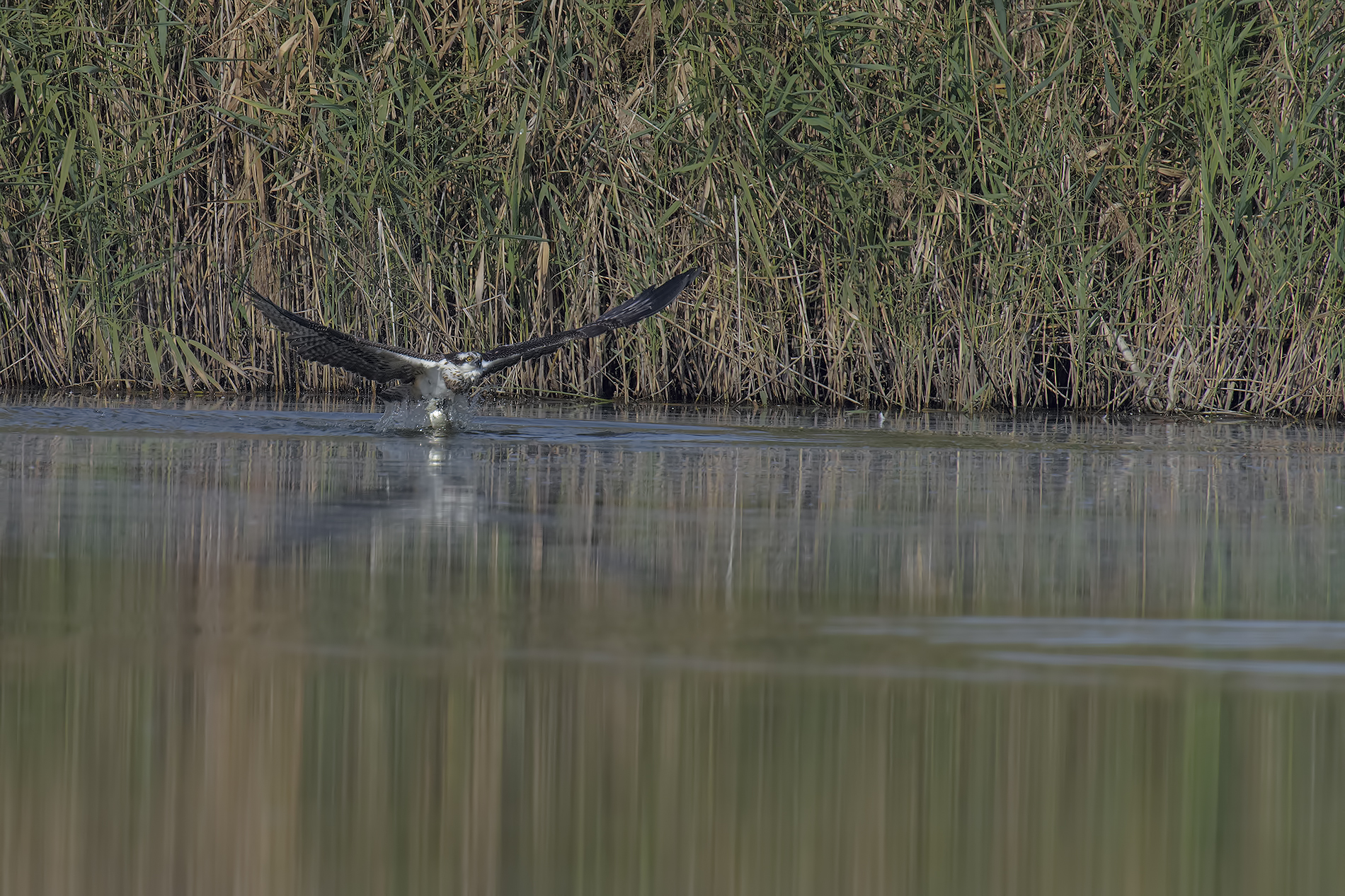 Osprey (Pandion haliaetus)