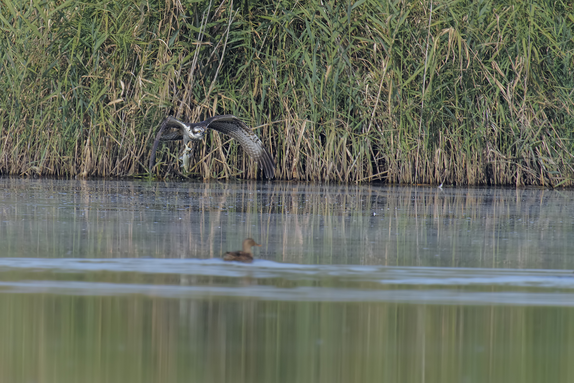 Osprey (Pandion haliaetus)