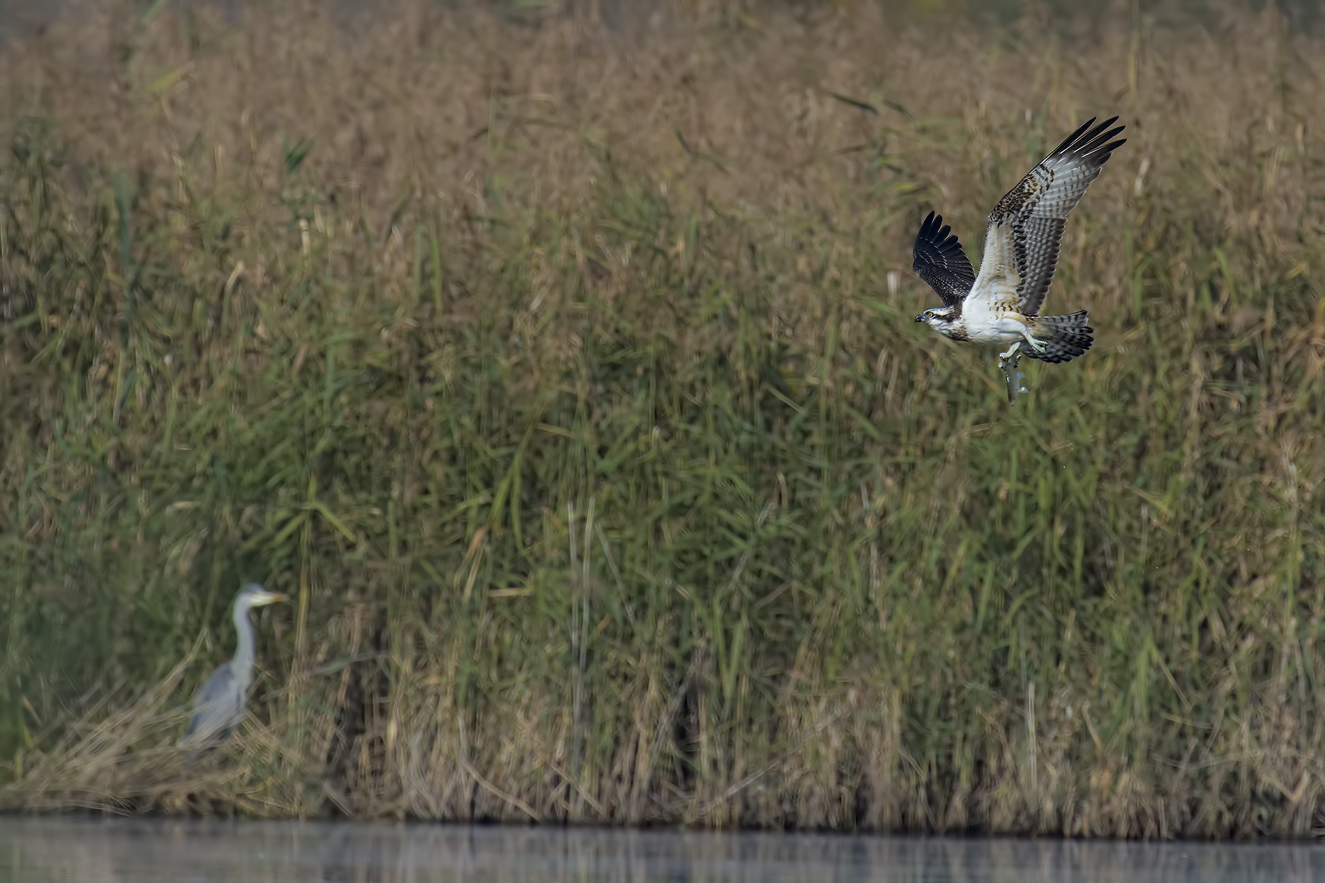 Osprey (Pandion haliaetus)