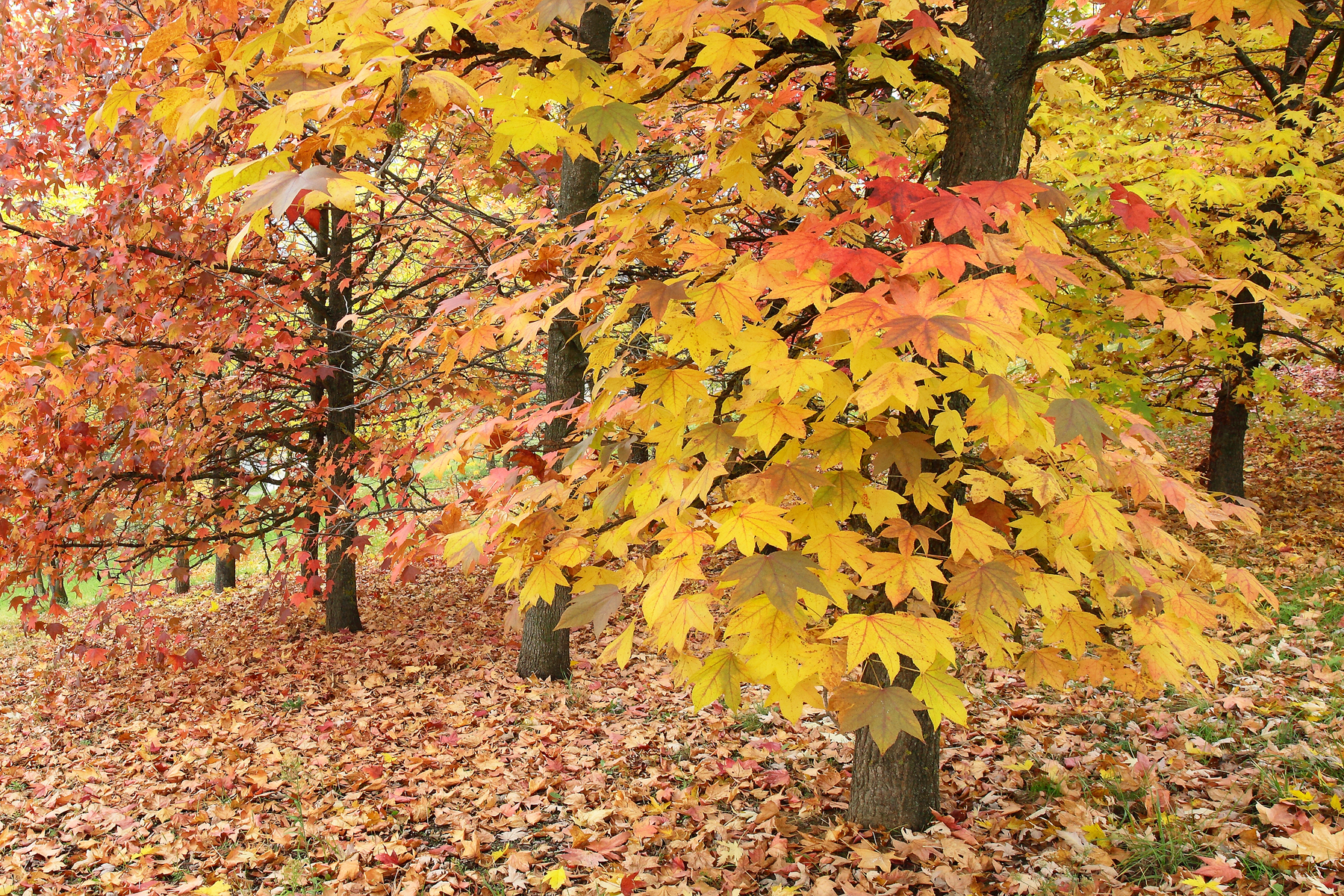 "E' arrivato l'Autunno"