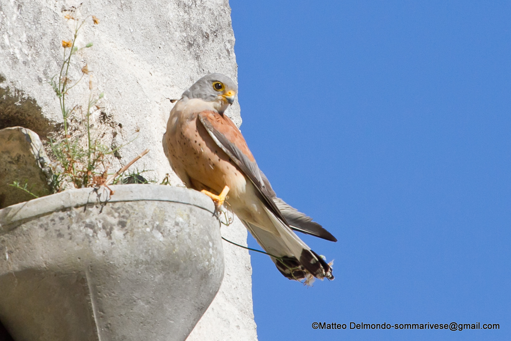 Lesser kestrel