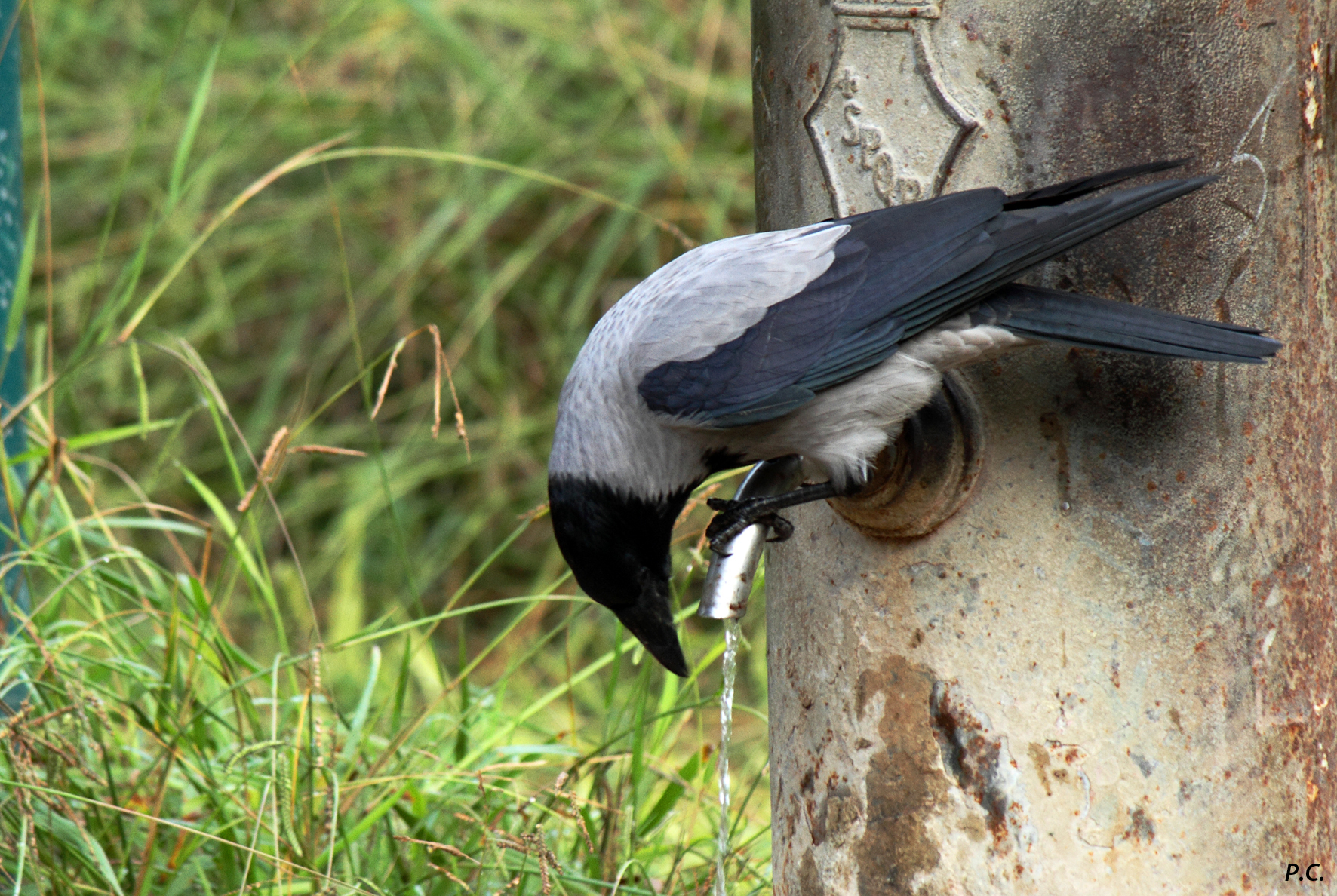 cornacchia su nasone