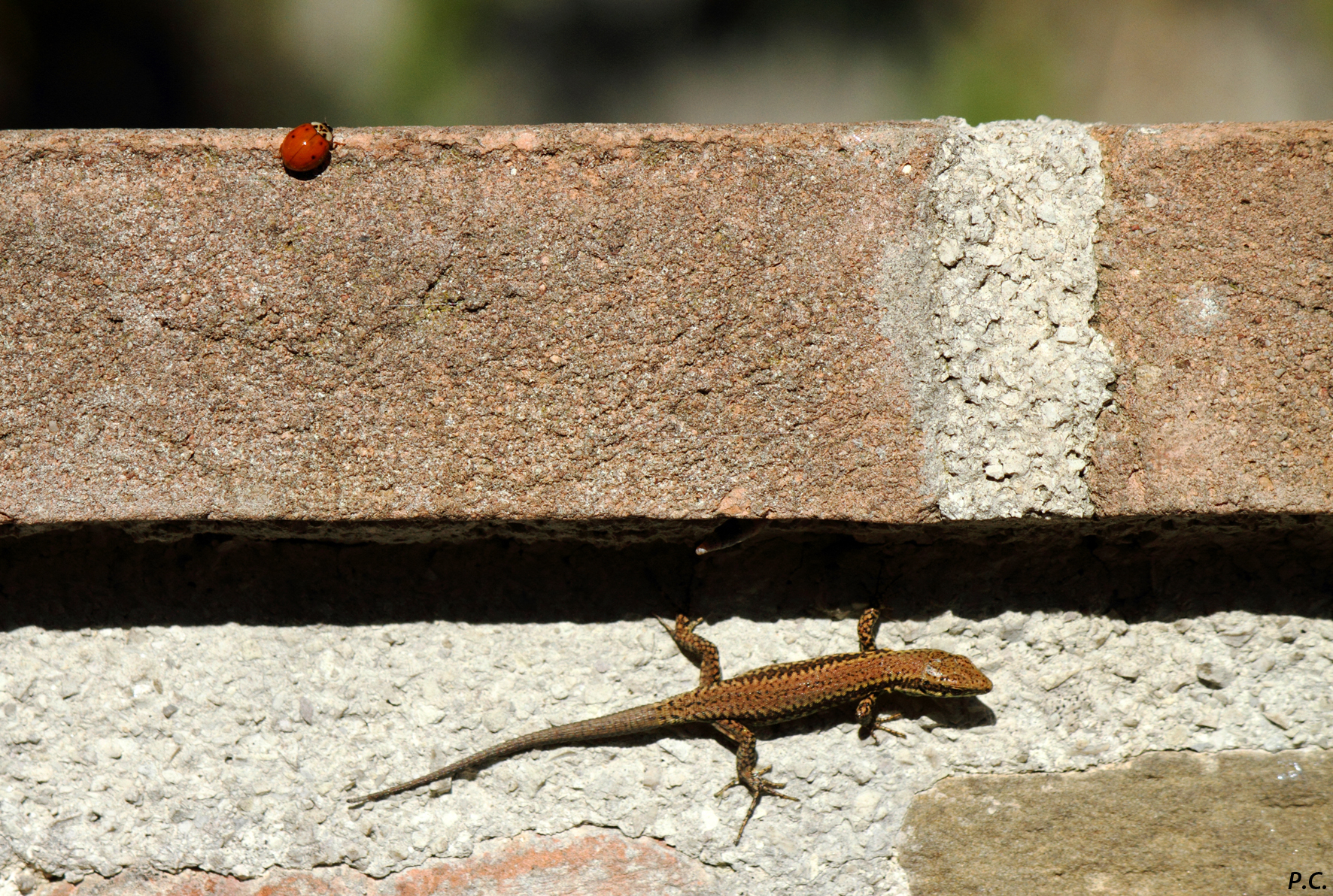 gli amici del muretto