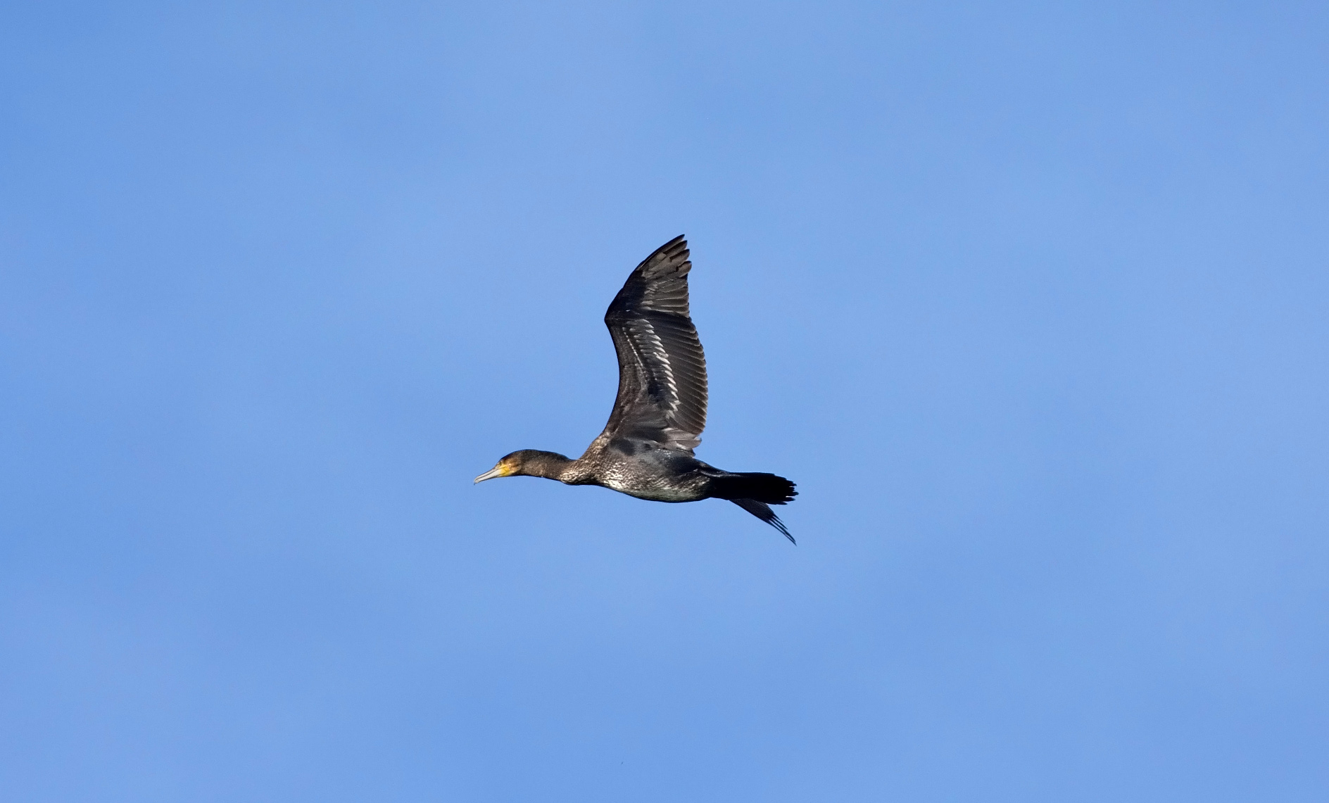 Cormorant in flight