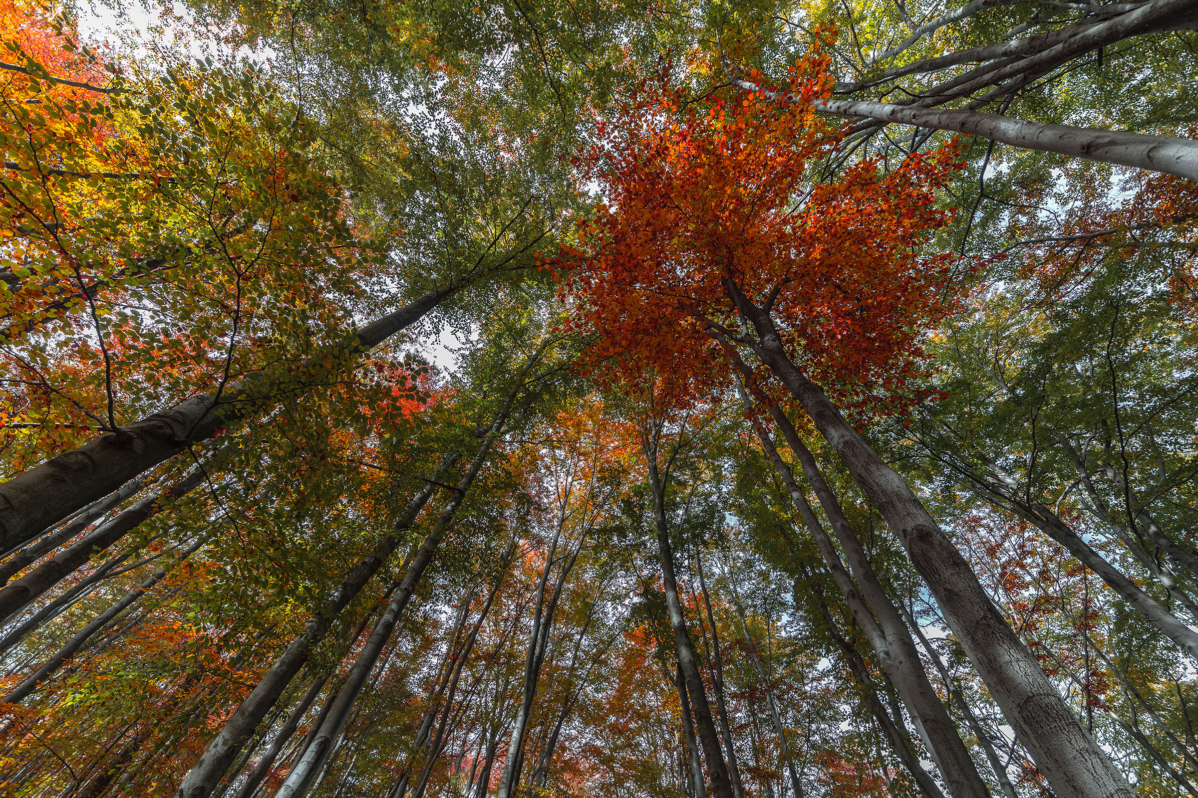 The red one / red one