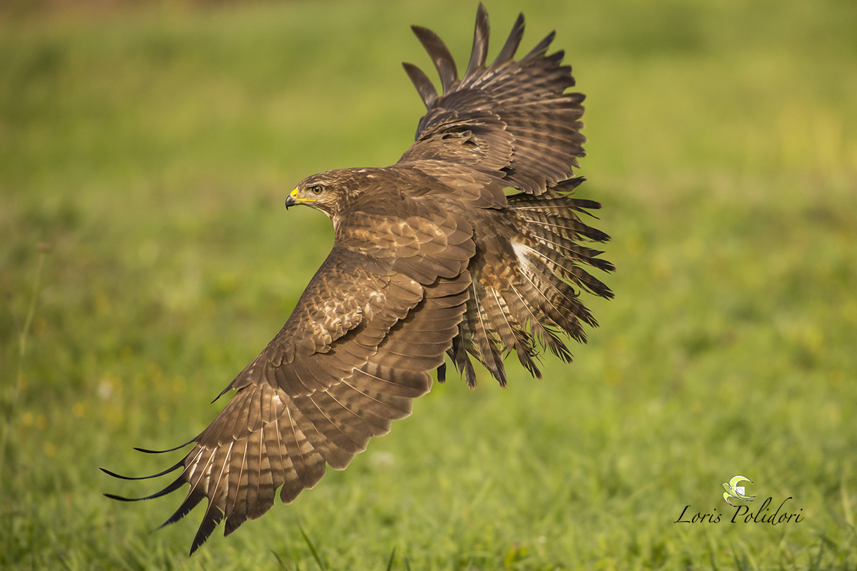 buzzard in flight