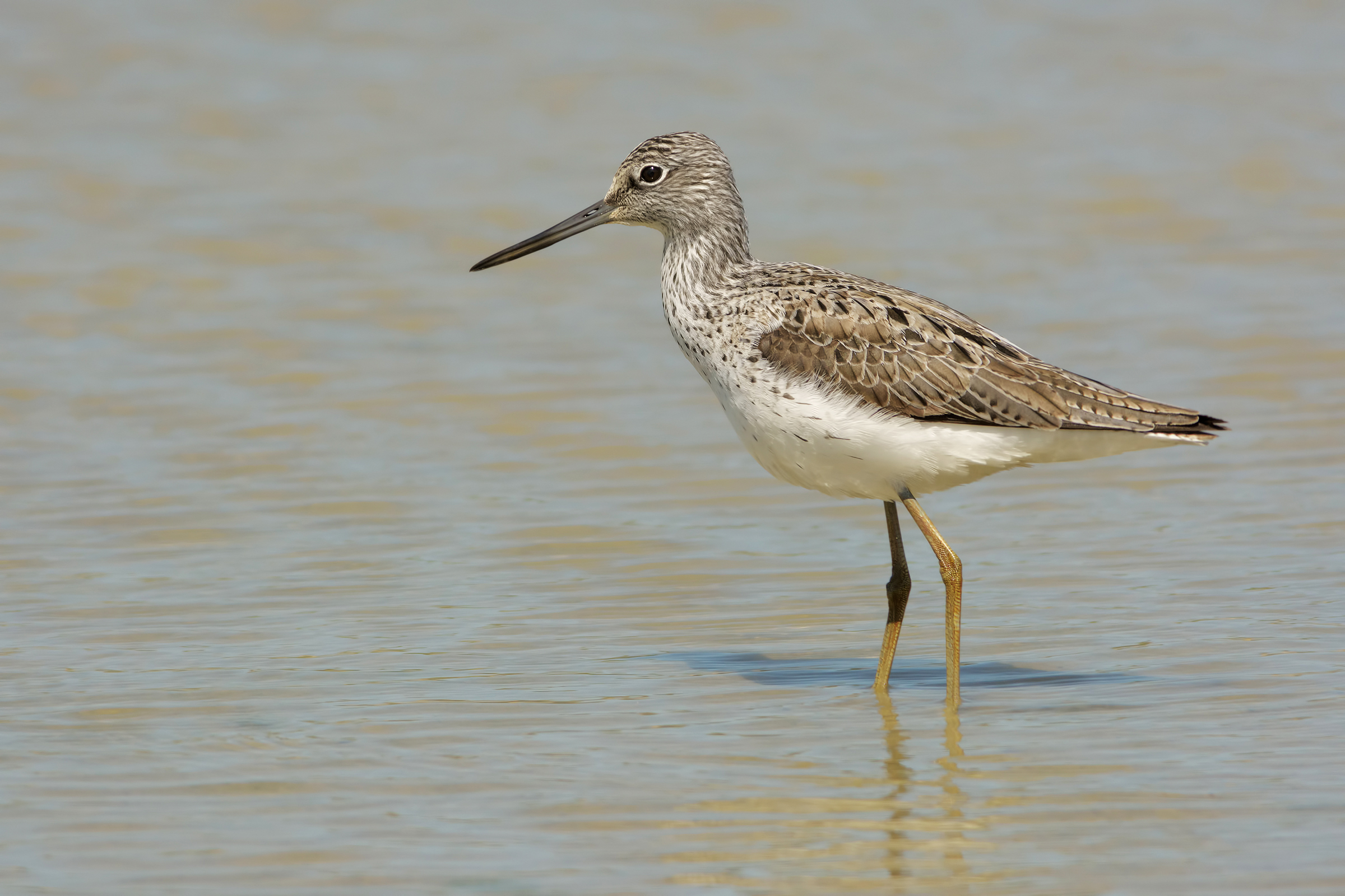 Pantana (Tringa nebularia)