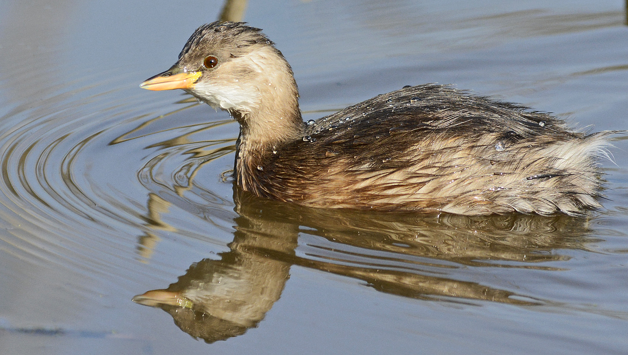 Ritratto di Tuffetto