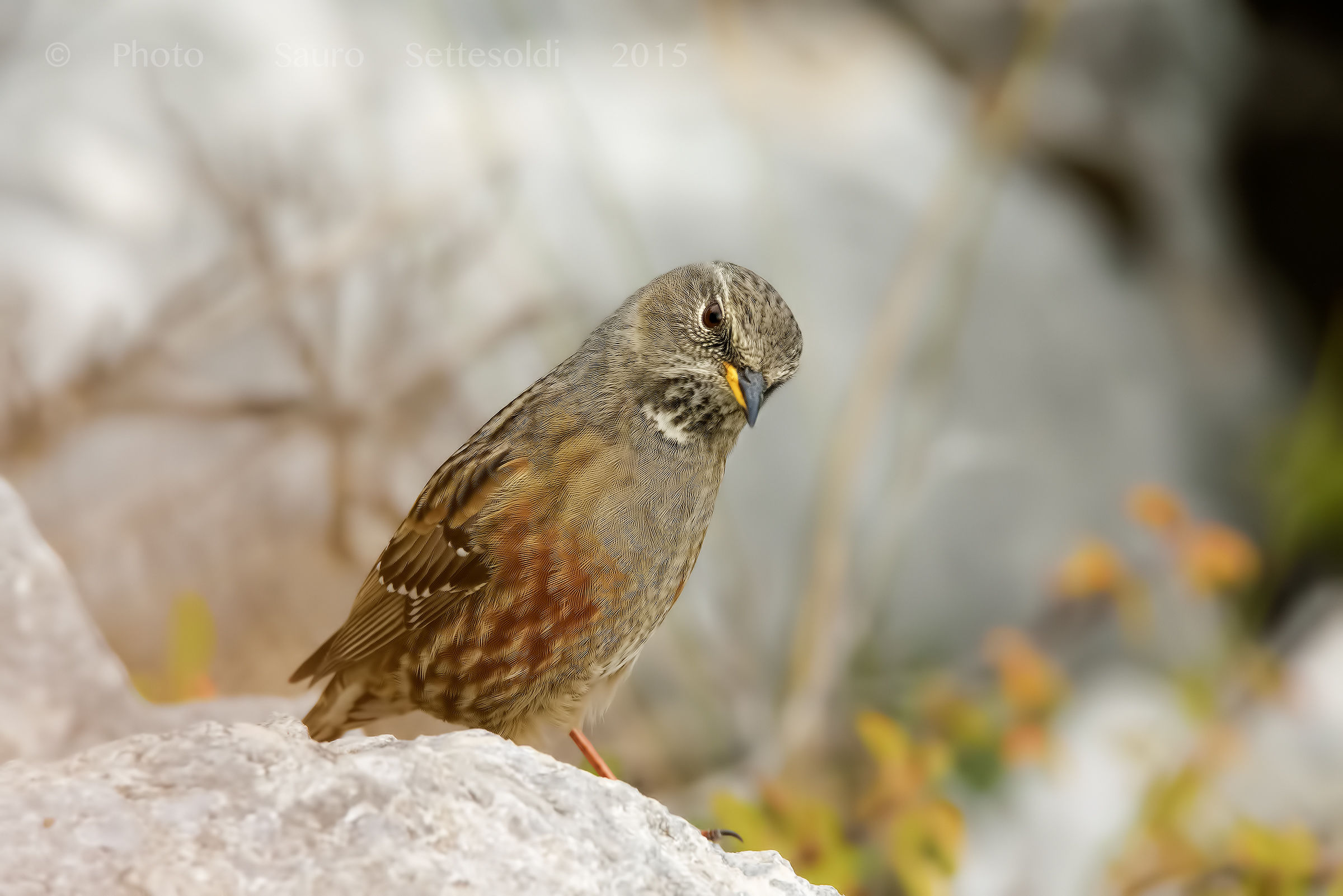 Sordone incavolato!!