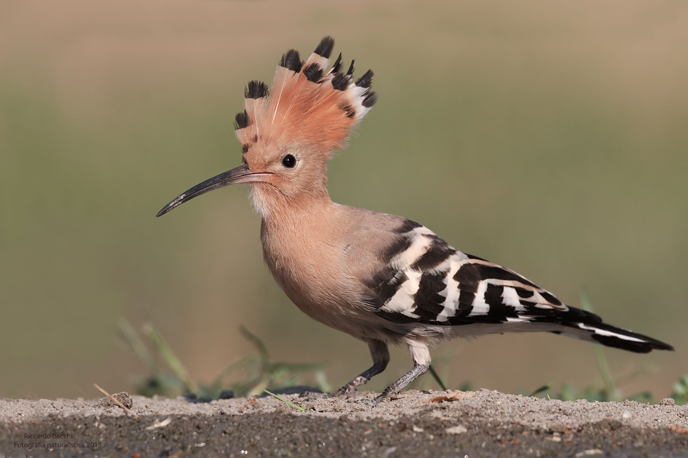 Hoopoe - Eurasian Hoopoe