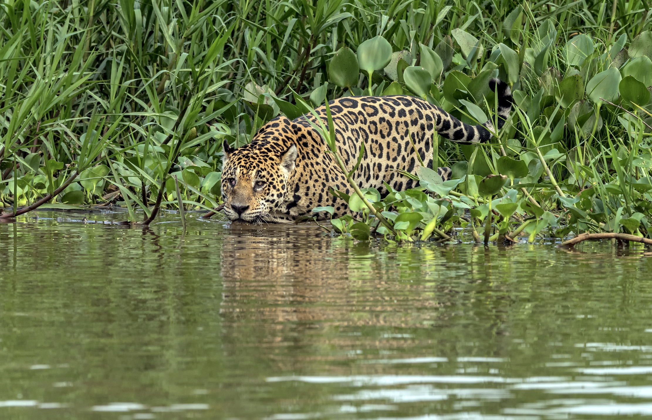 Pantanal 2015 - Jaguar