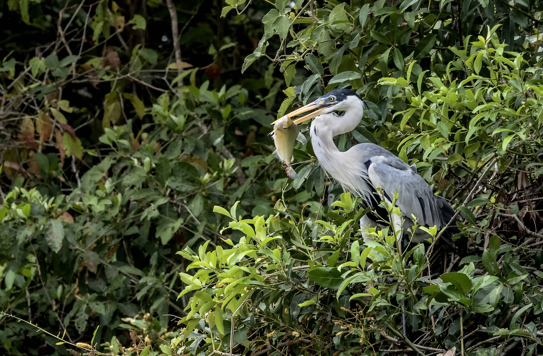 Pantanal 2015 - Airone con preda