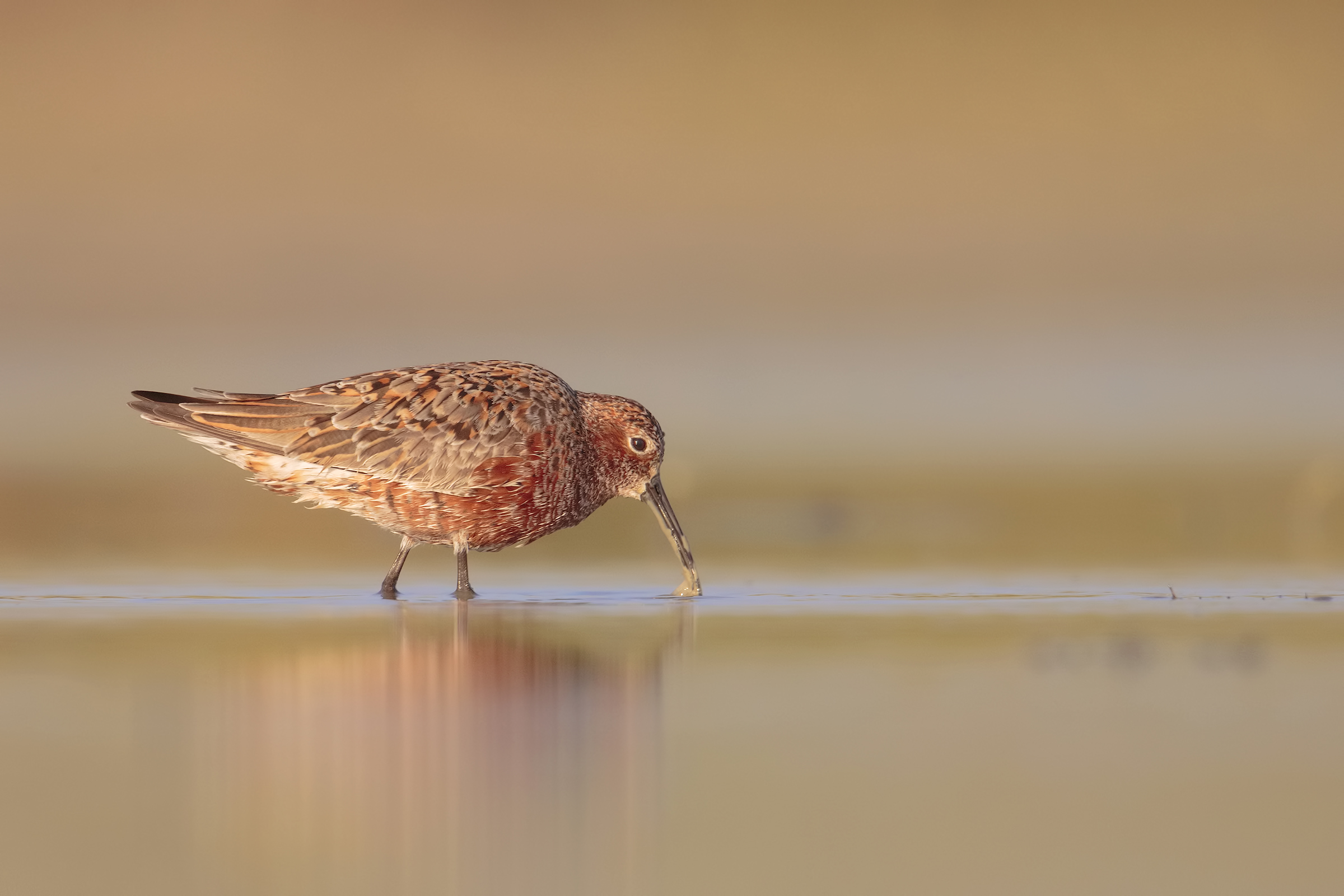 Sandpiper