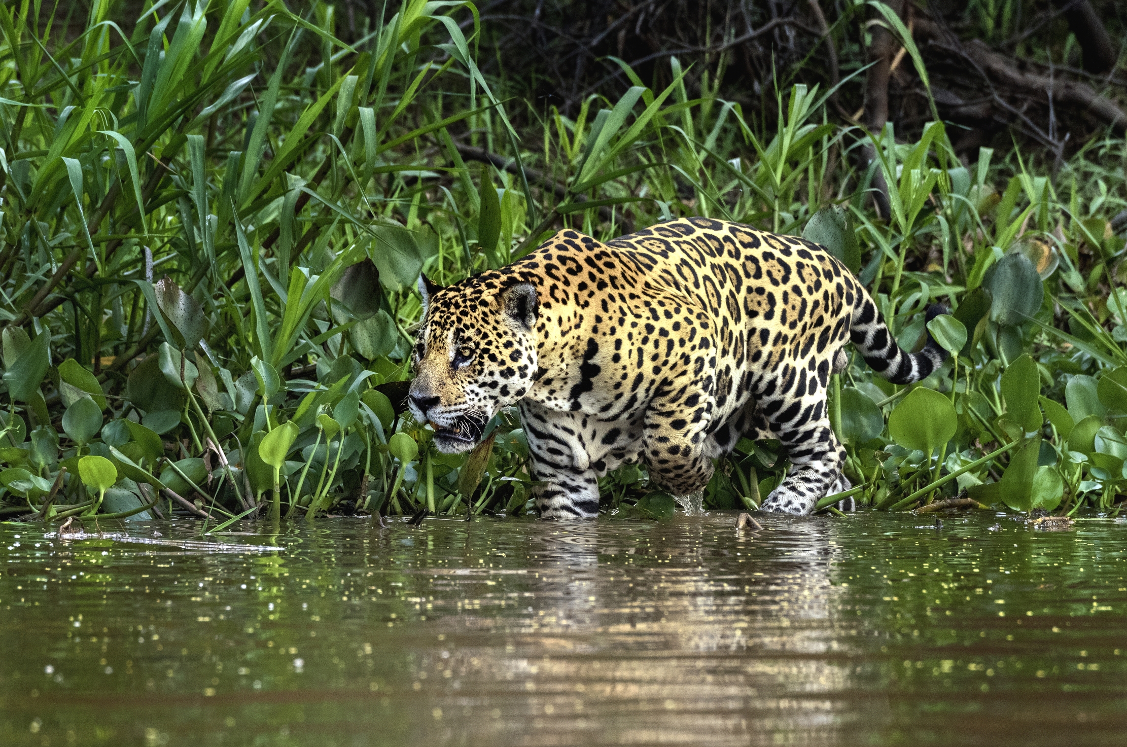 Pantanal 2015 - Jaguar