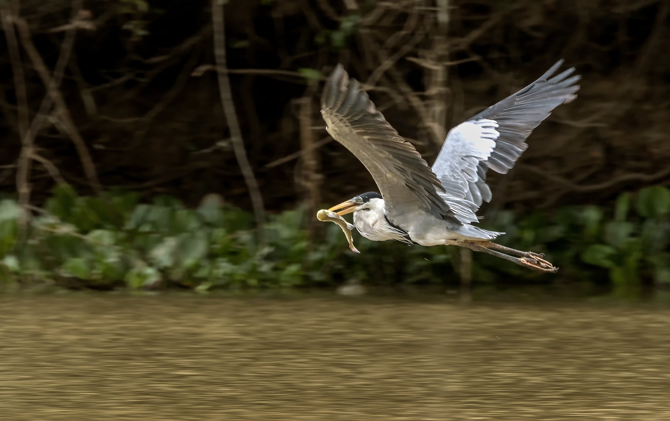 Pantanal 2015 - Airone con preda