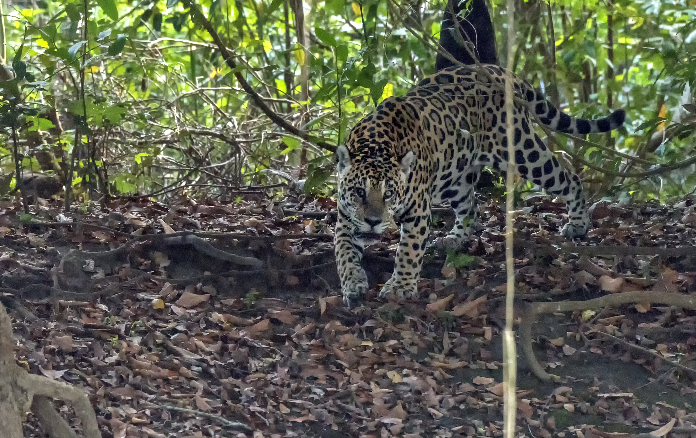 Pantanal 2015 - Nell'ombra della Jungla