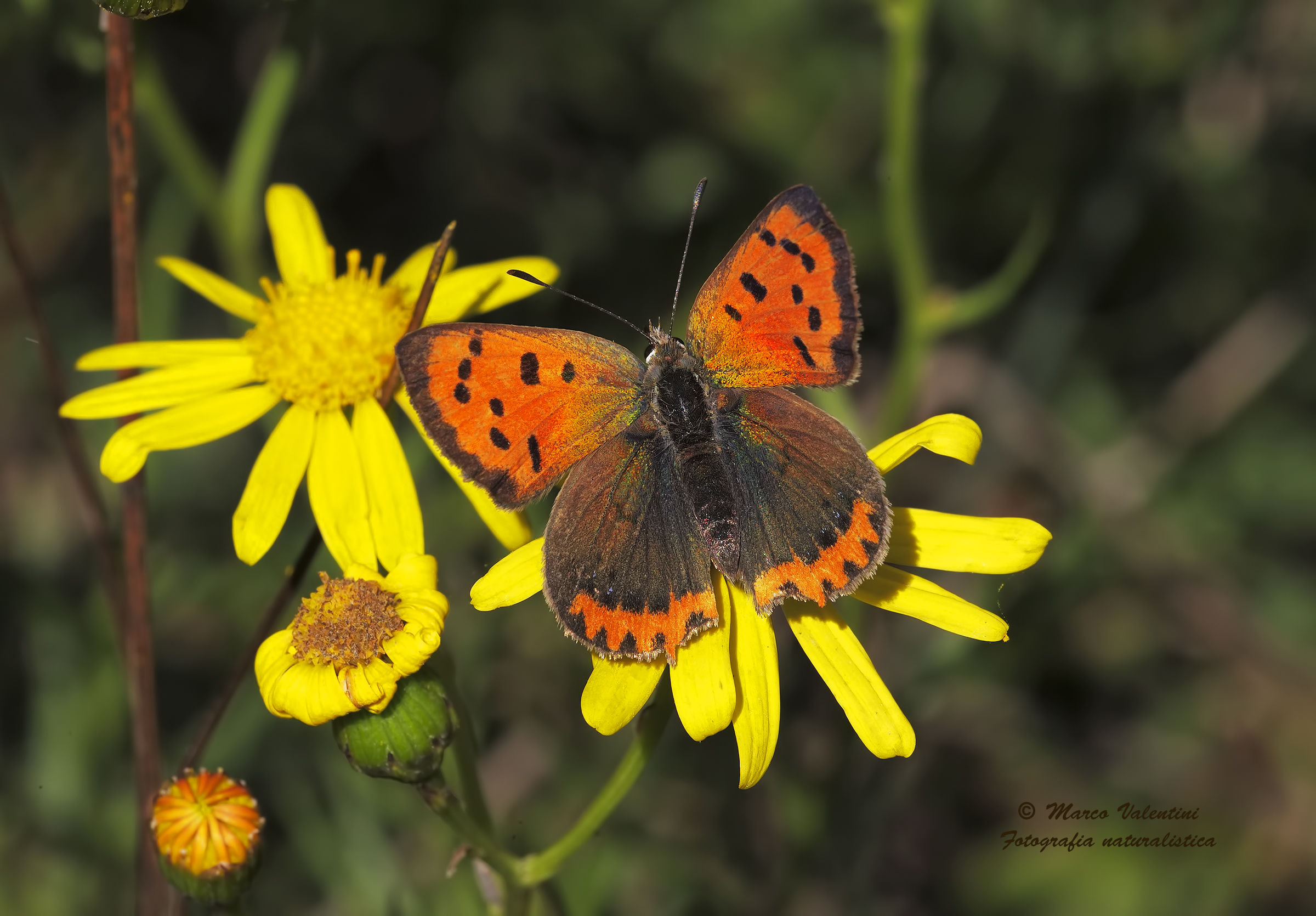 Lycaena phlaeas