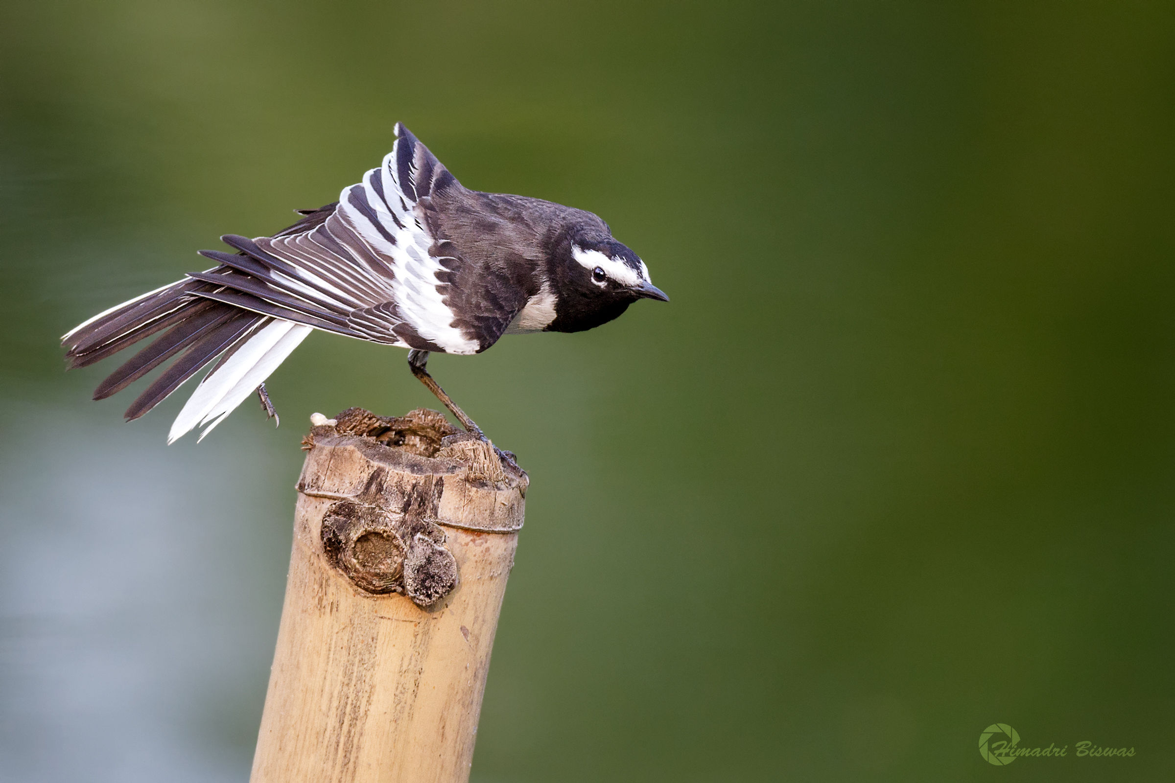 White browed wagtail