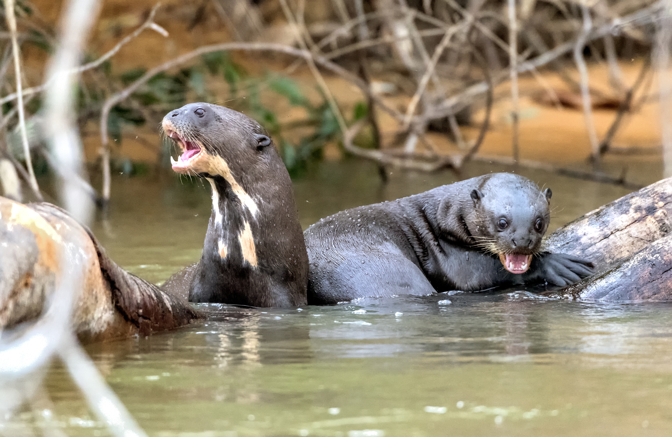 Pantanal 2015 - Lontre giganti