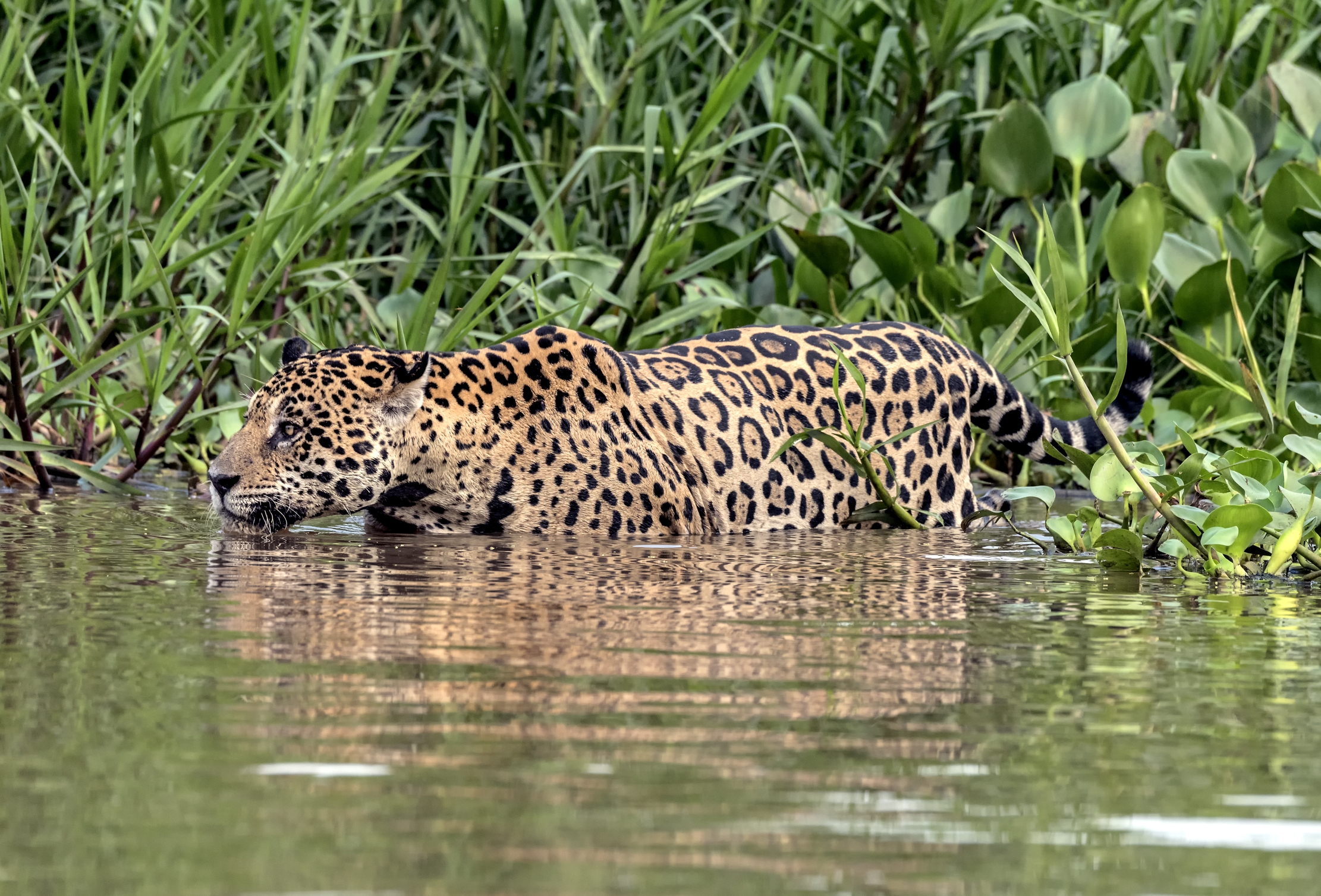Pantanal 2015 - Jaguar