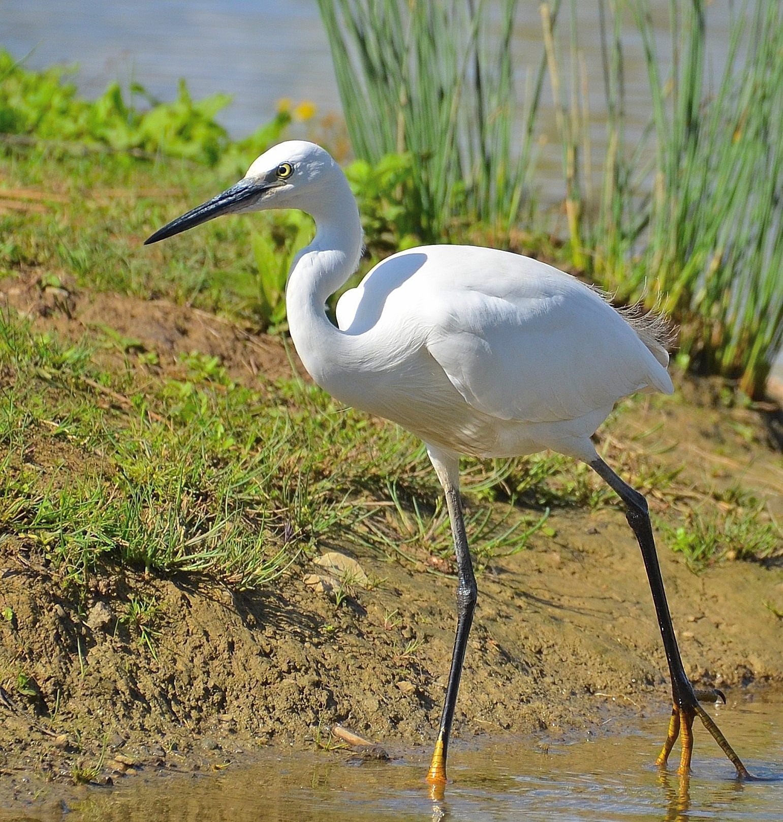 egret