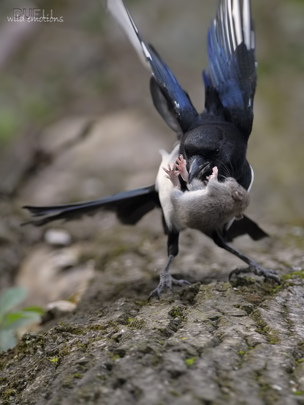 the magpie predator