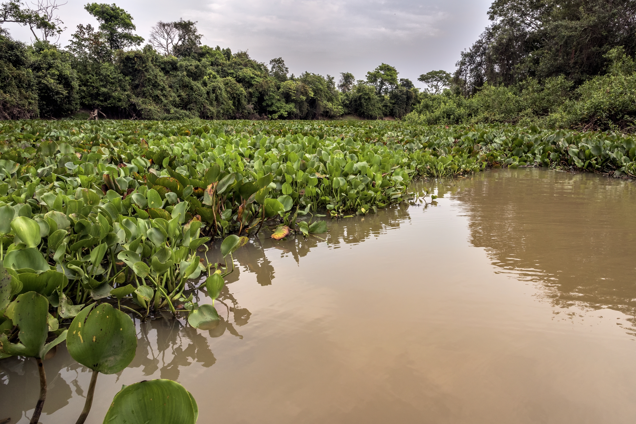 Pantanal 2015 -  Pantanao