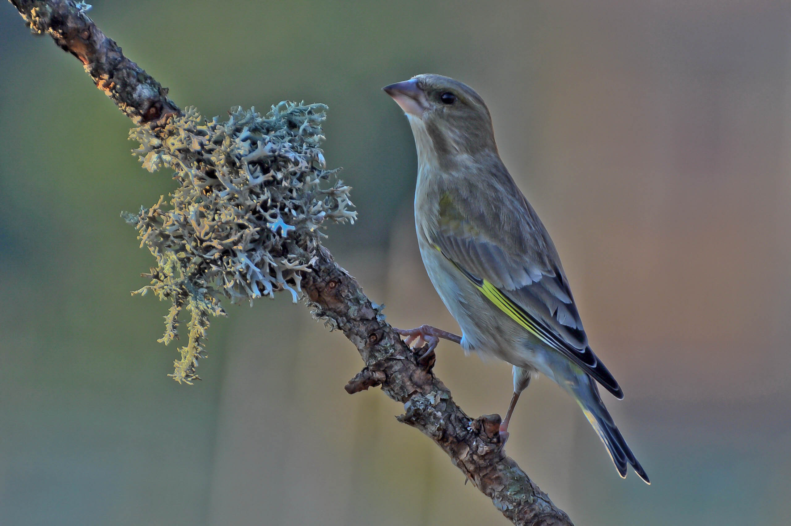 Female Greenfinch